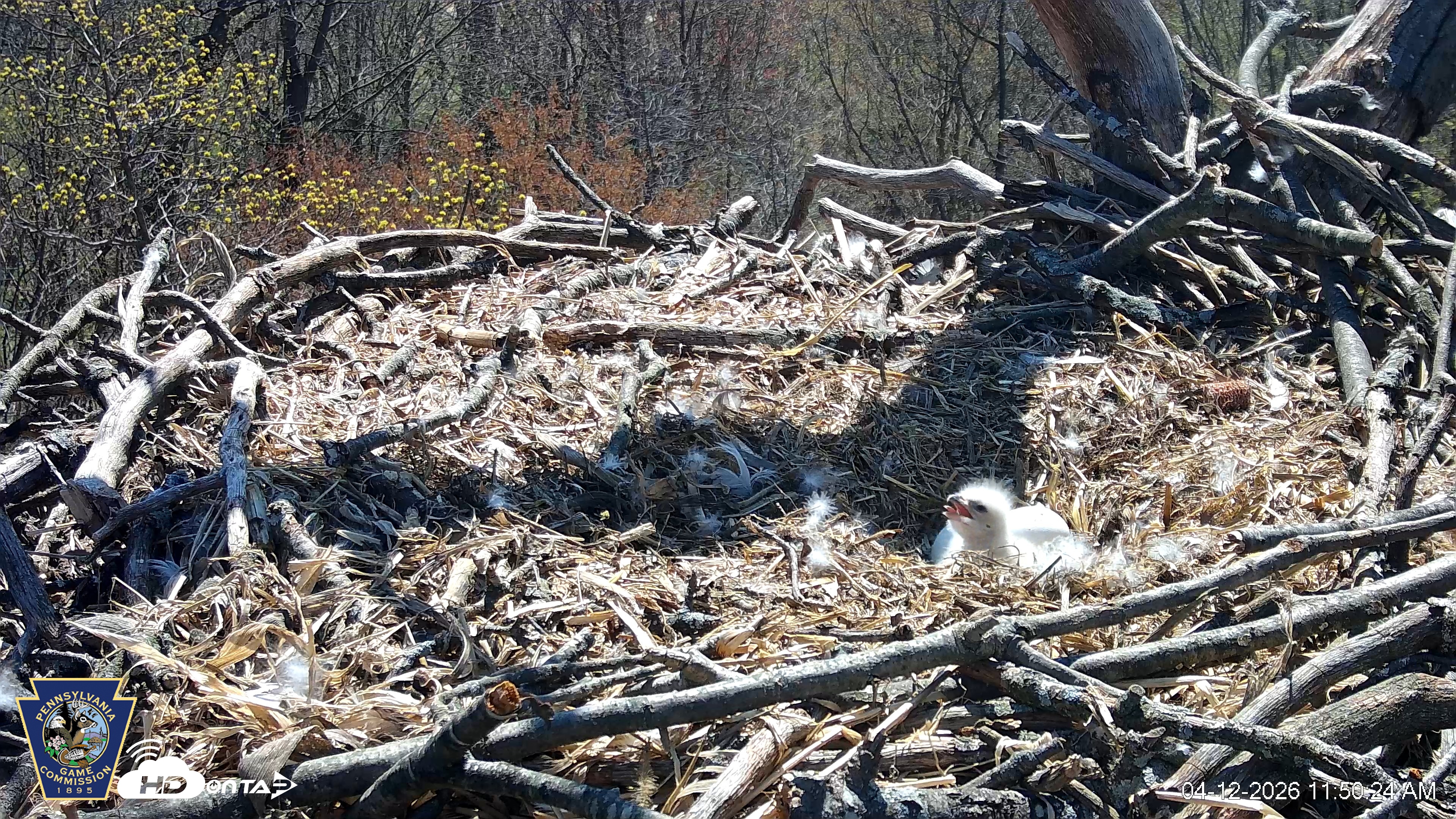 Snapshot of Hanover Eagles Live Cam taken Apr 12, 2026, 11:51am EDT