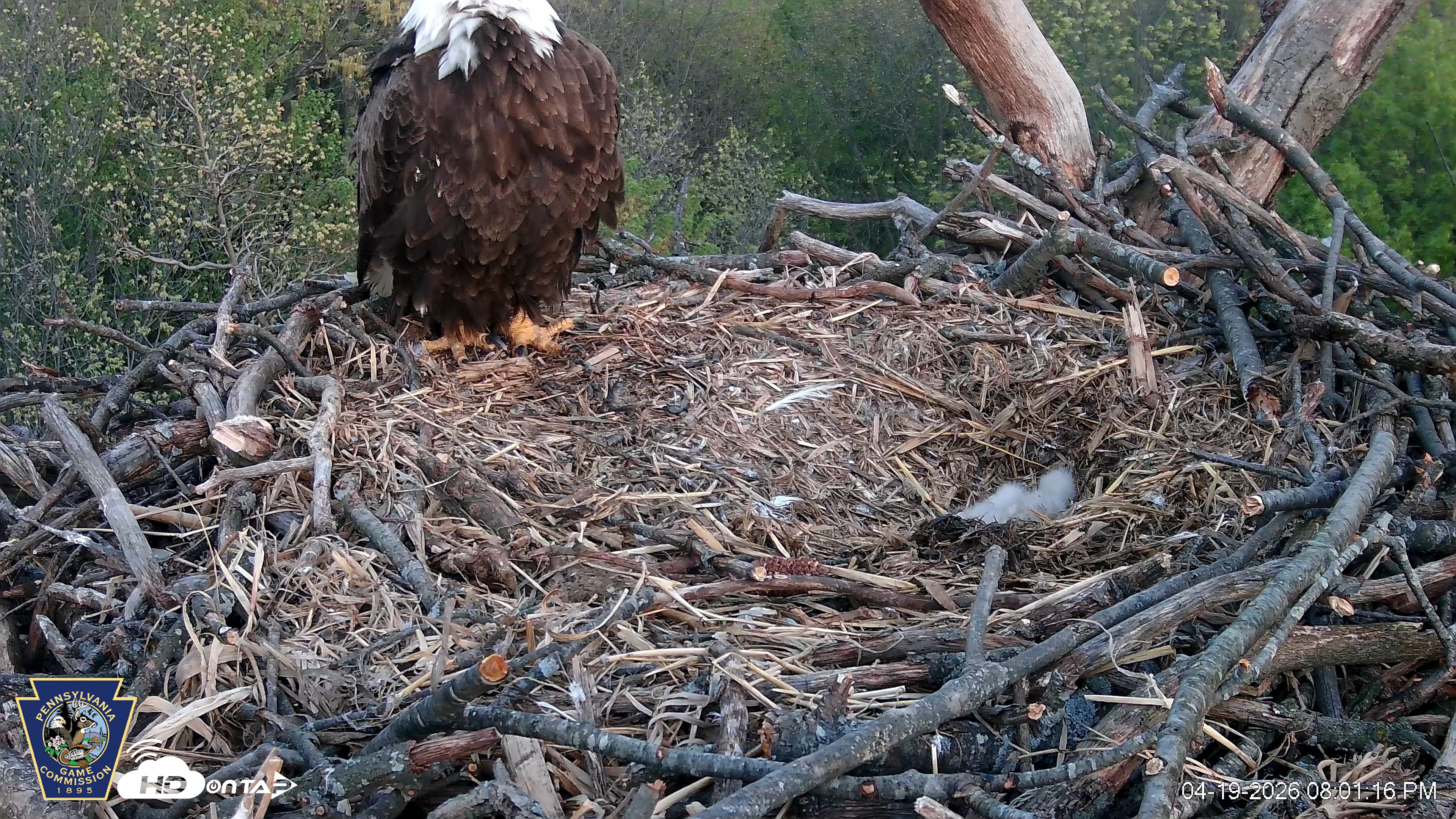 Snapshot of Hanover Eagles Live Cam taken Apr 19, 2026, 8:01pm EDT