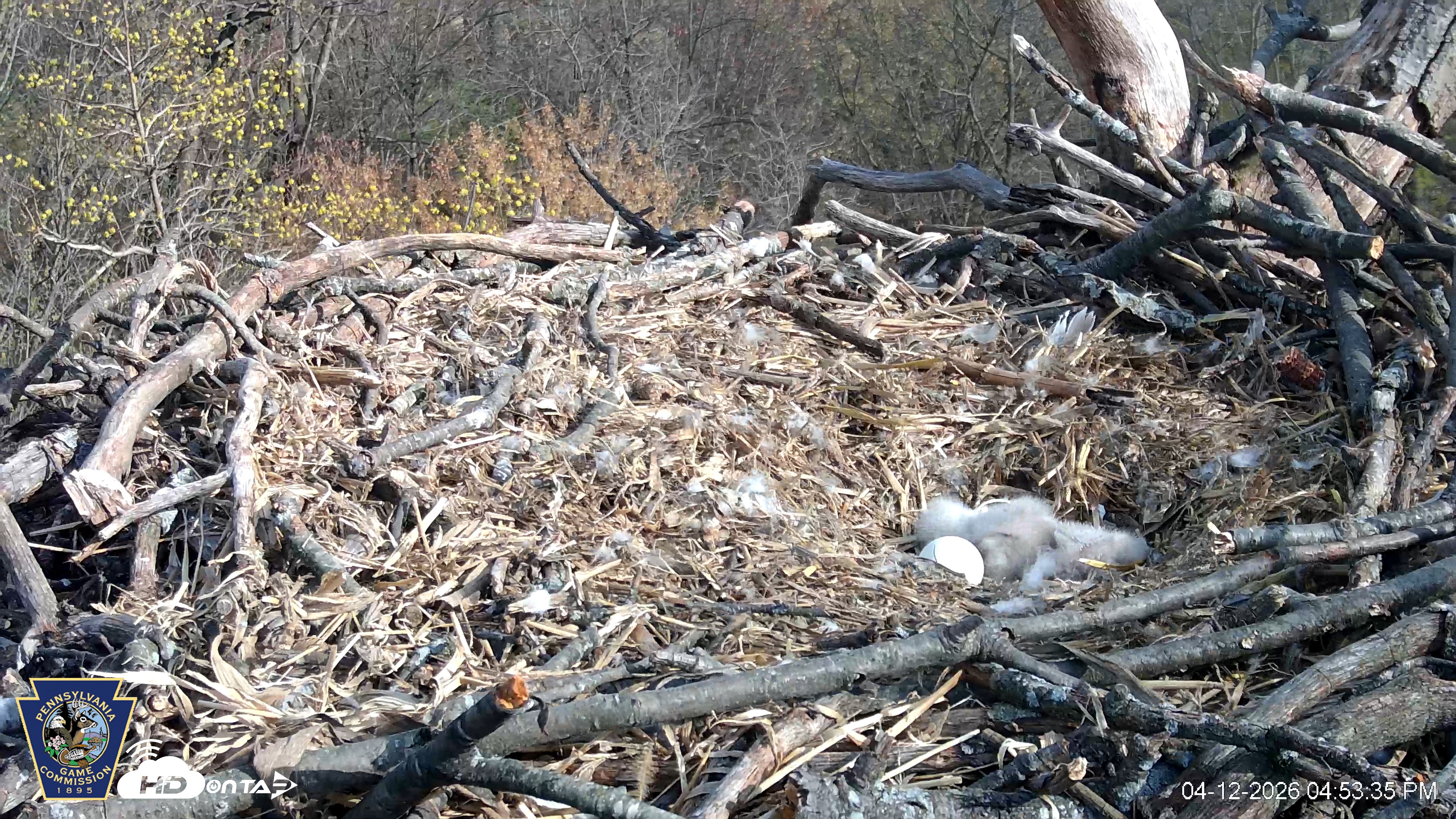 Snapshot of Hanover Eagles Live Cam taken Apr 12, 2026, 4:54pm EDT