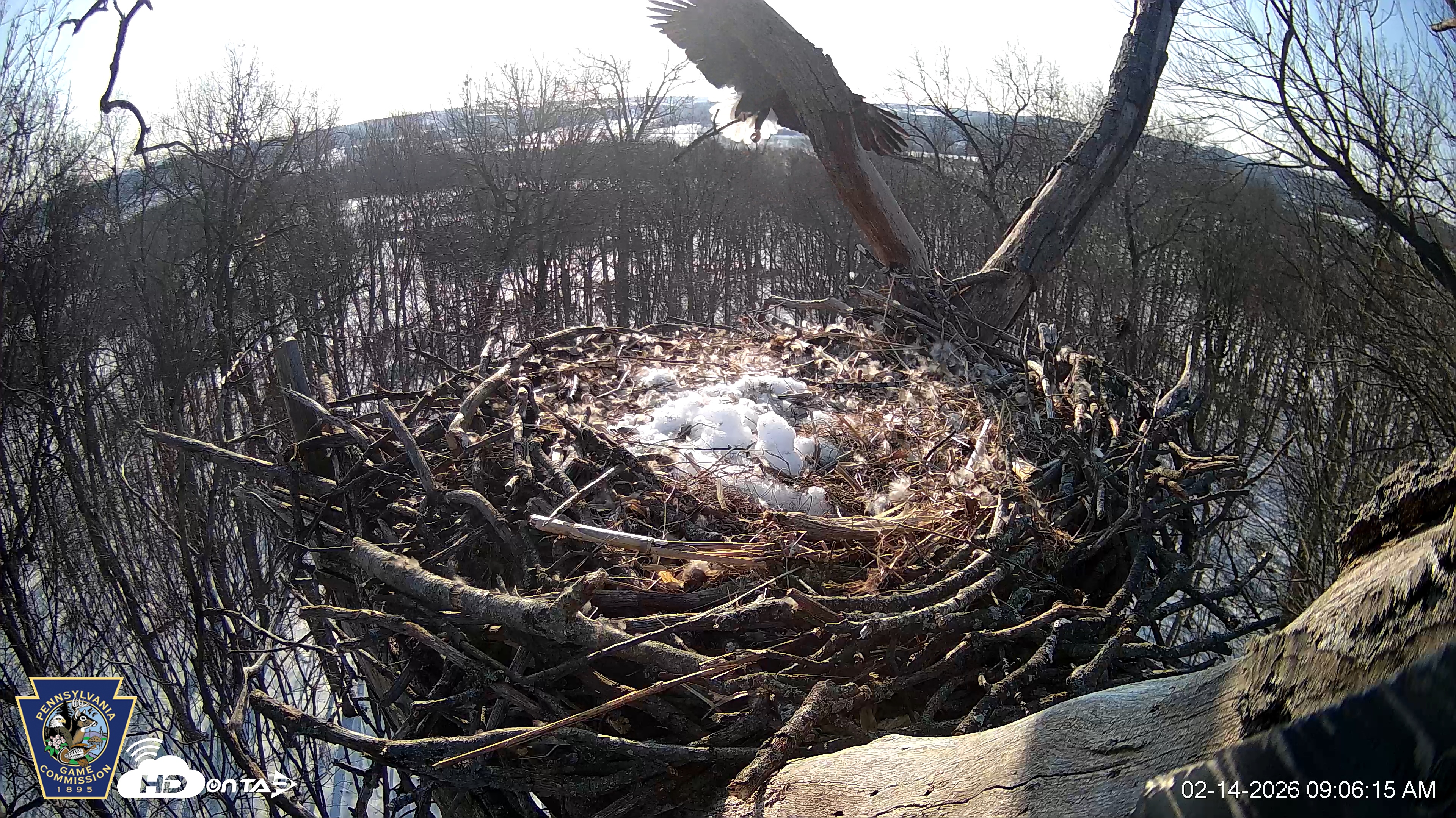 Snapshot of Hanover Eagles Live Cam taken Feb 14, 2026, 9:06am EST