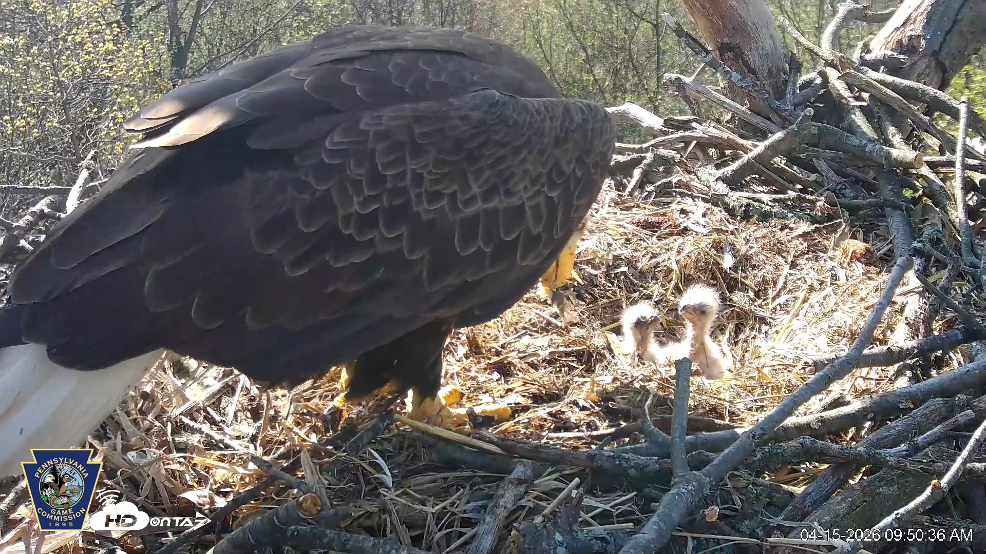 Snapshot of Hanover Eagles Live Cam taken Apr 15, 2026, 9:51am EDT