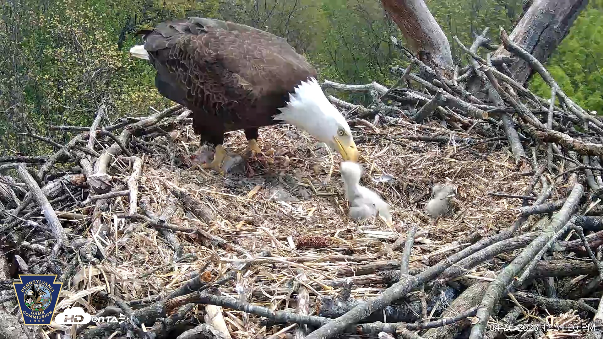 Snapshot of Hanover Eagles Live Cam taken Apr 20, 2026, 12:51pm EDT