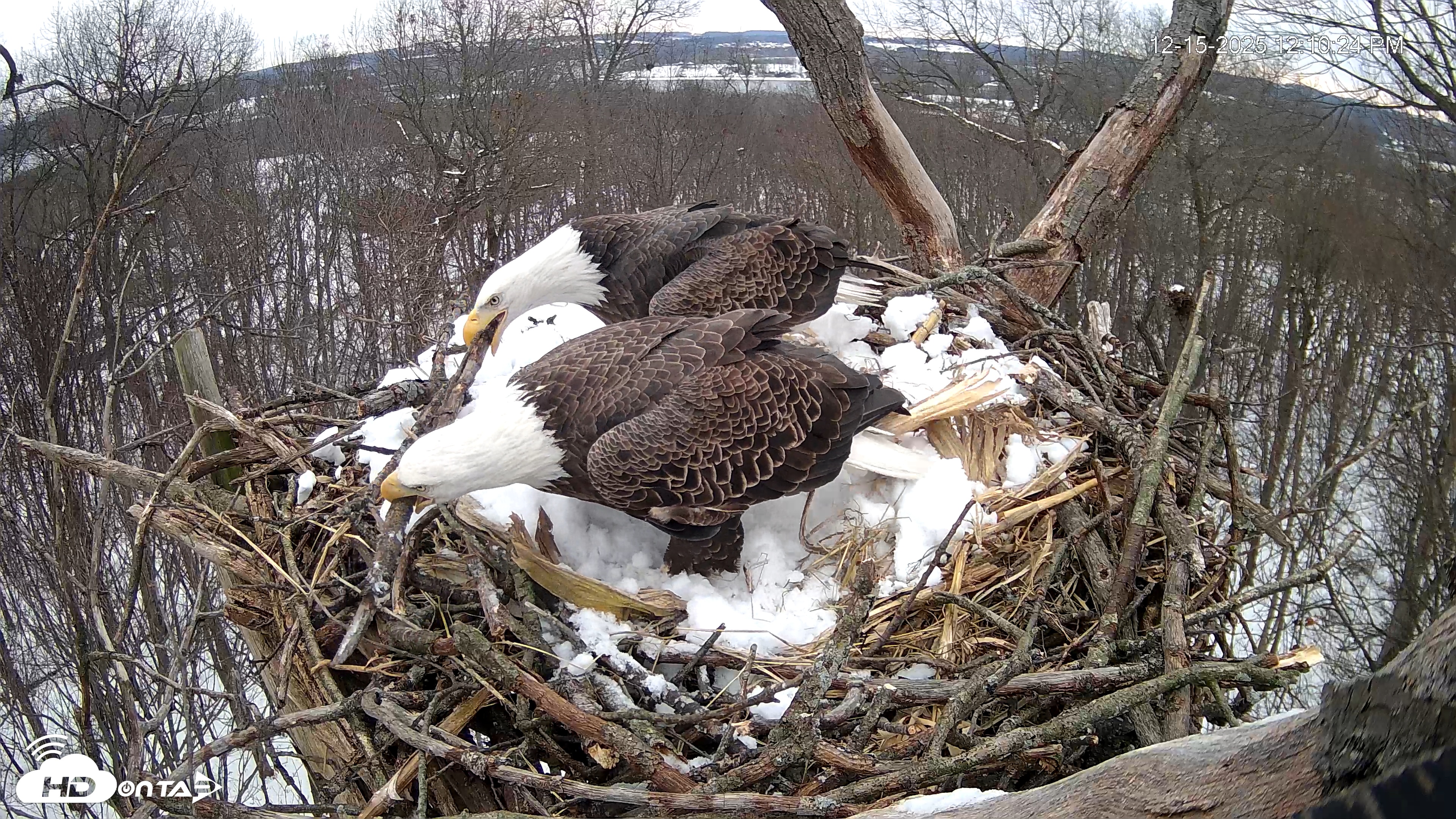 Snapshot of Hanover Eagles Live Cam taken Dec 15, 2025, 12:10pm EST