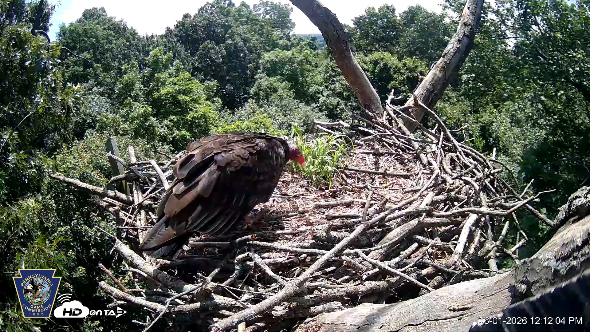 Snapshot of Hanover Eagles Live Cam taken Jun 1, 2026, 12:12pm EDT