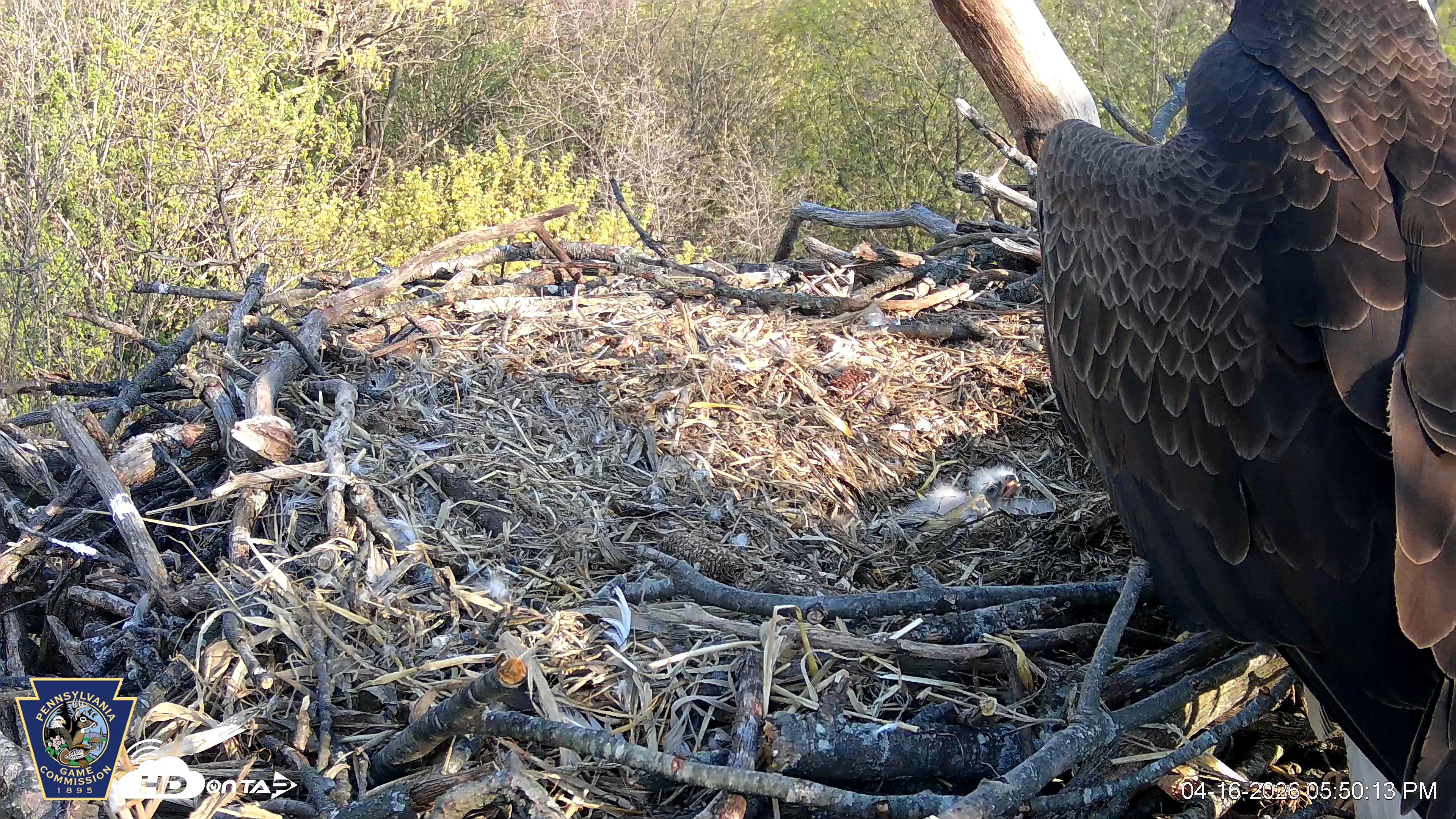 Snapshot of Hanover Eagles Live Cam taken Apr 16, 2026, 5:51pm EDT