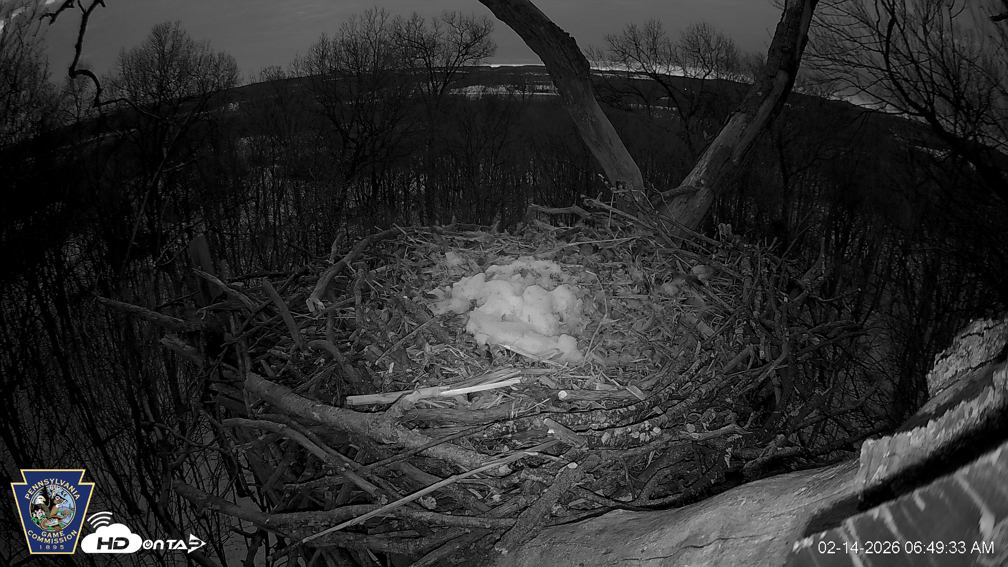 Snapshot of Hanover Eagles Live Cam taken Feb 14, 2026, 6:49am EST