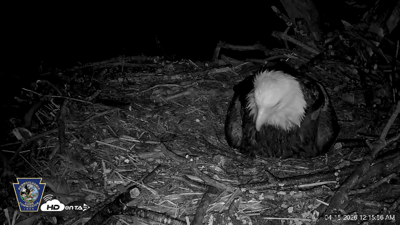 Snapshot of Hanover Eagles Live Cam taken Apr 15, 2026, 12:17am EDT