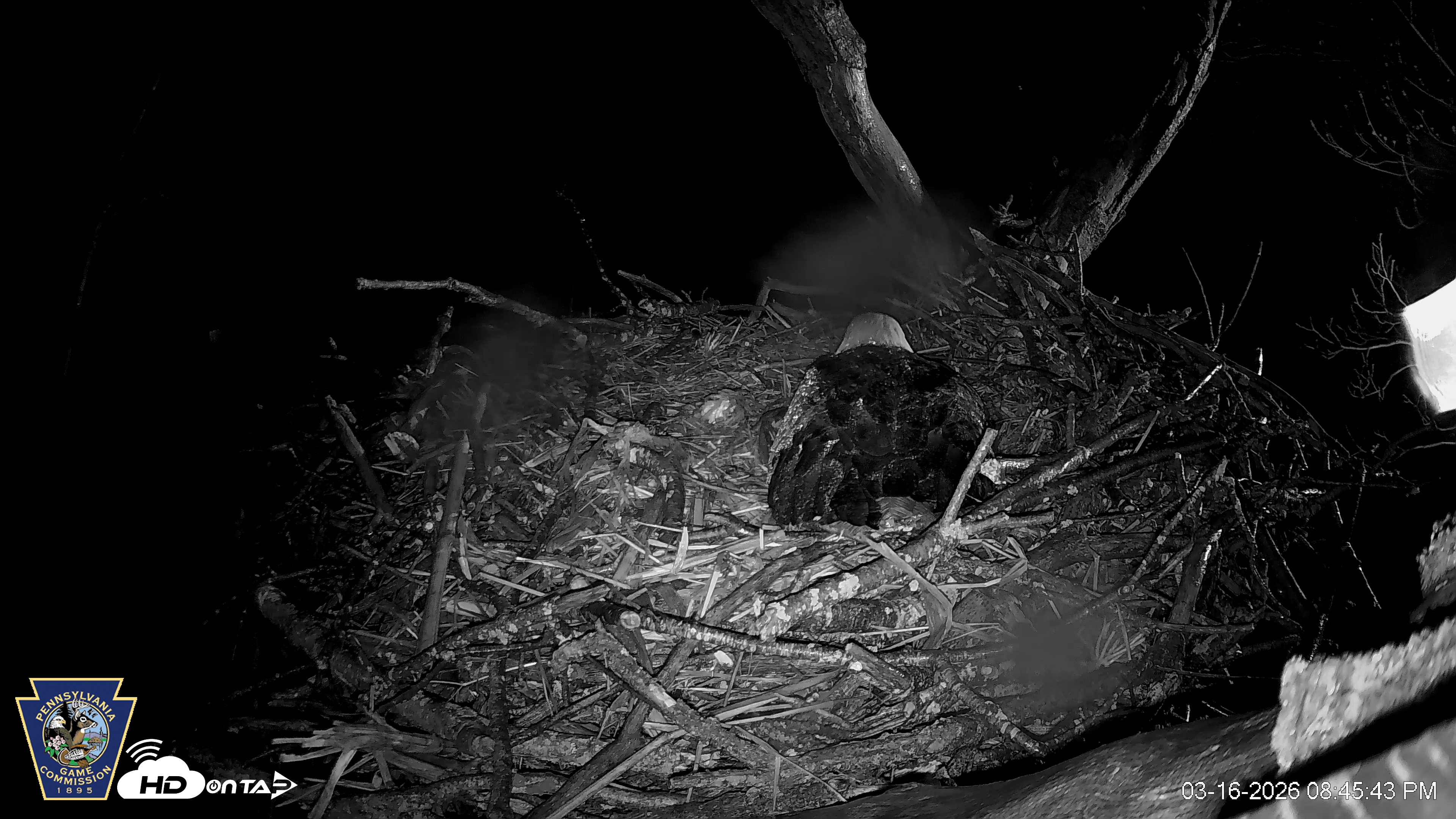 Snapshot of Hanover Eagles Live Cam taken Mar 16, 2026, 8:45pm EDT