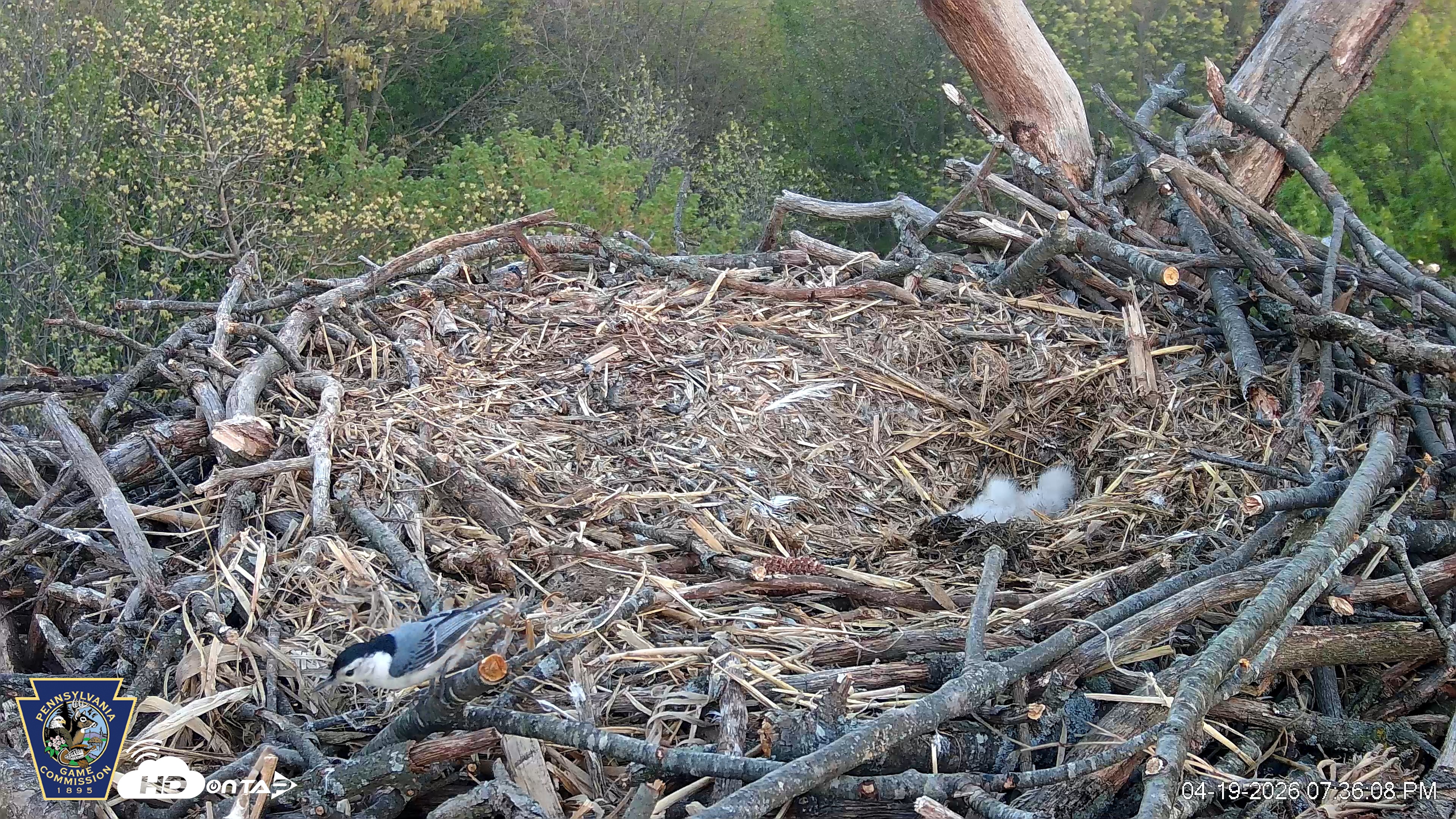 Snapshot of Hanover Eagles Live Cam taken Apr 19, 2026, 7:36pm EDT