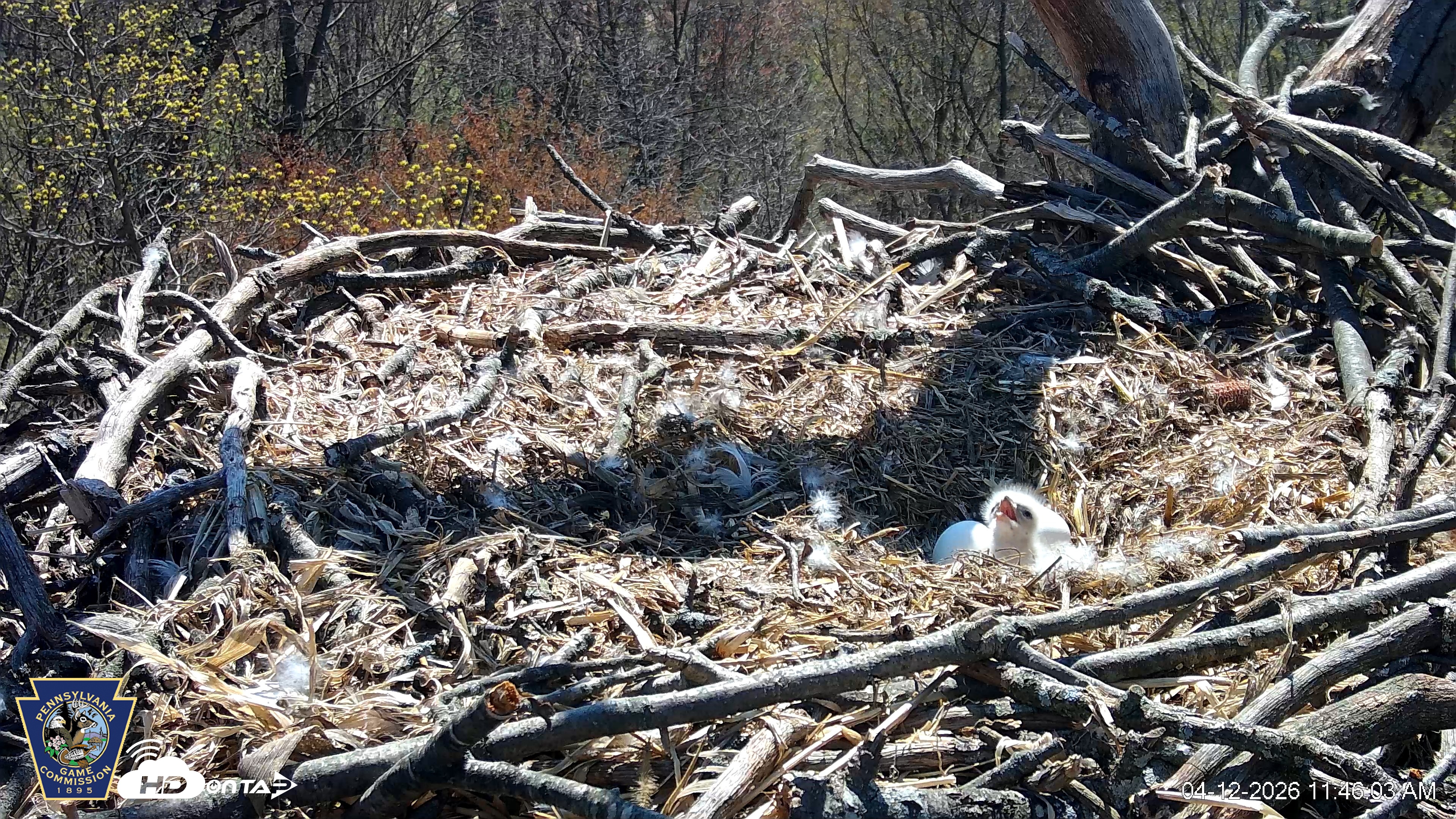 Snapshot of Hanover Eagles Live Cam taken Apr 12, 2026, 11:46am EDT