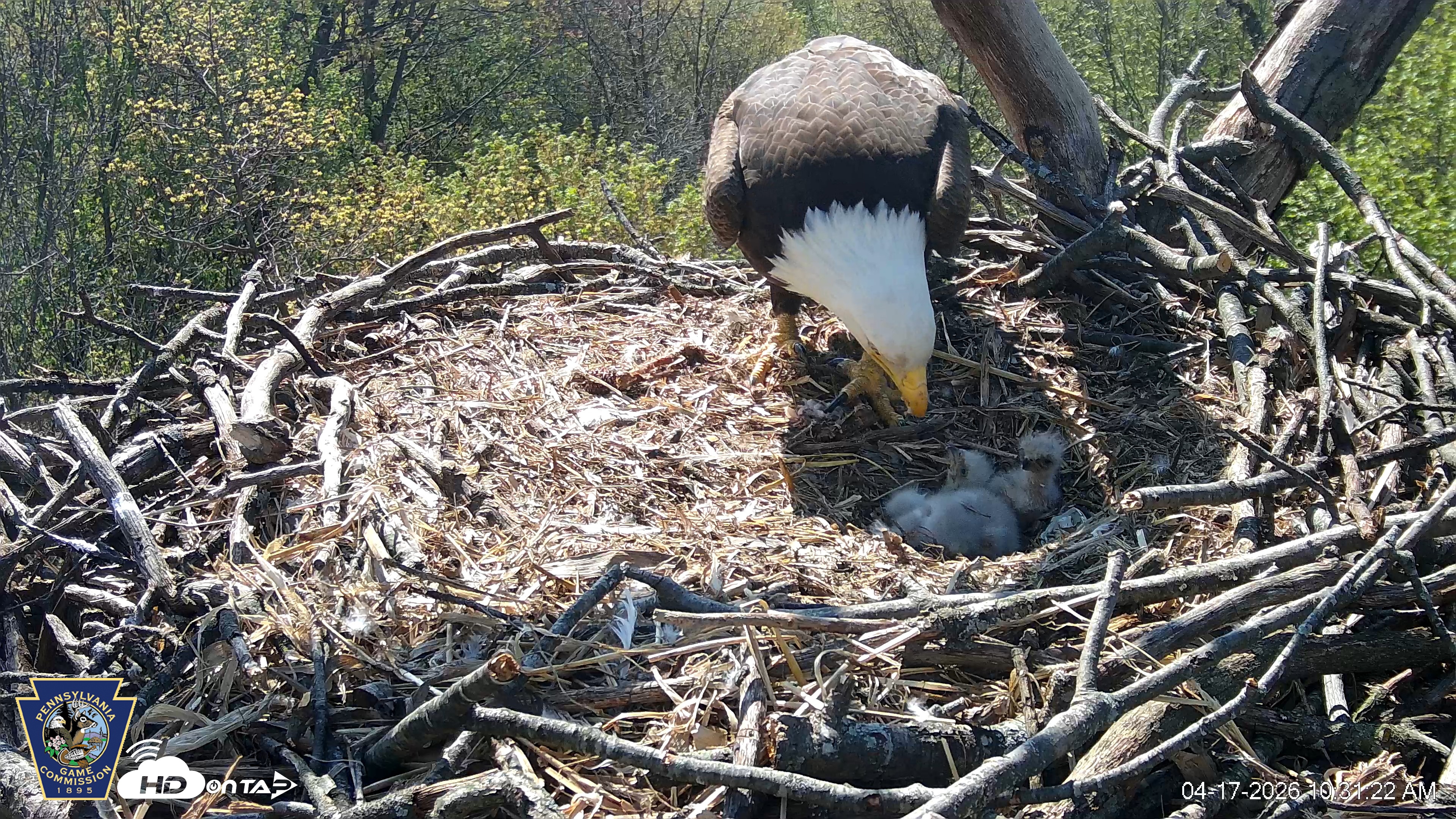 Snapshot of Hanover Eagles Live Cam taken Apr 17, 2026, 10:31am EDT