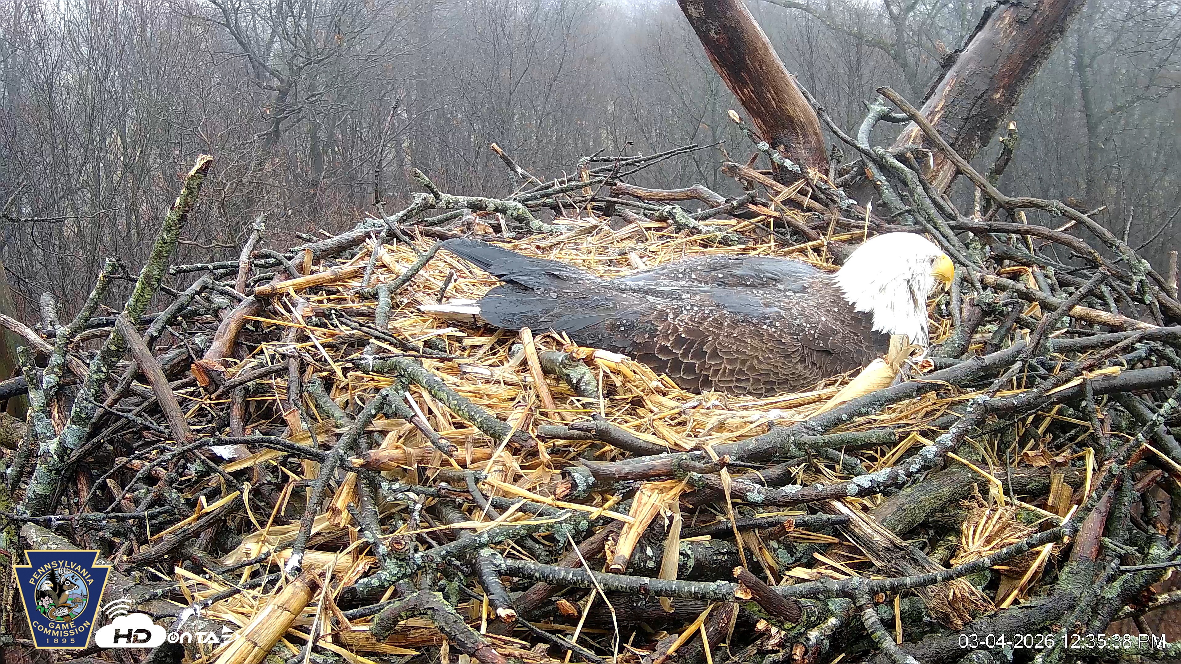 Snapshot of Hanover Eagles Live Cam taken Mar 4, 2026, 12:36pm EST