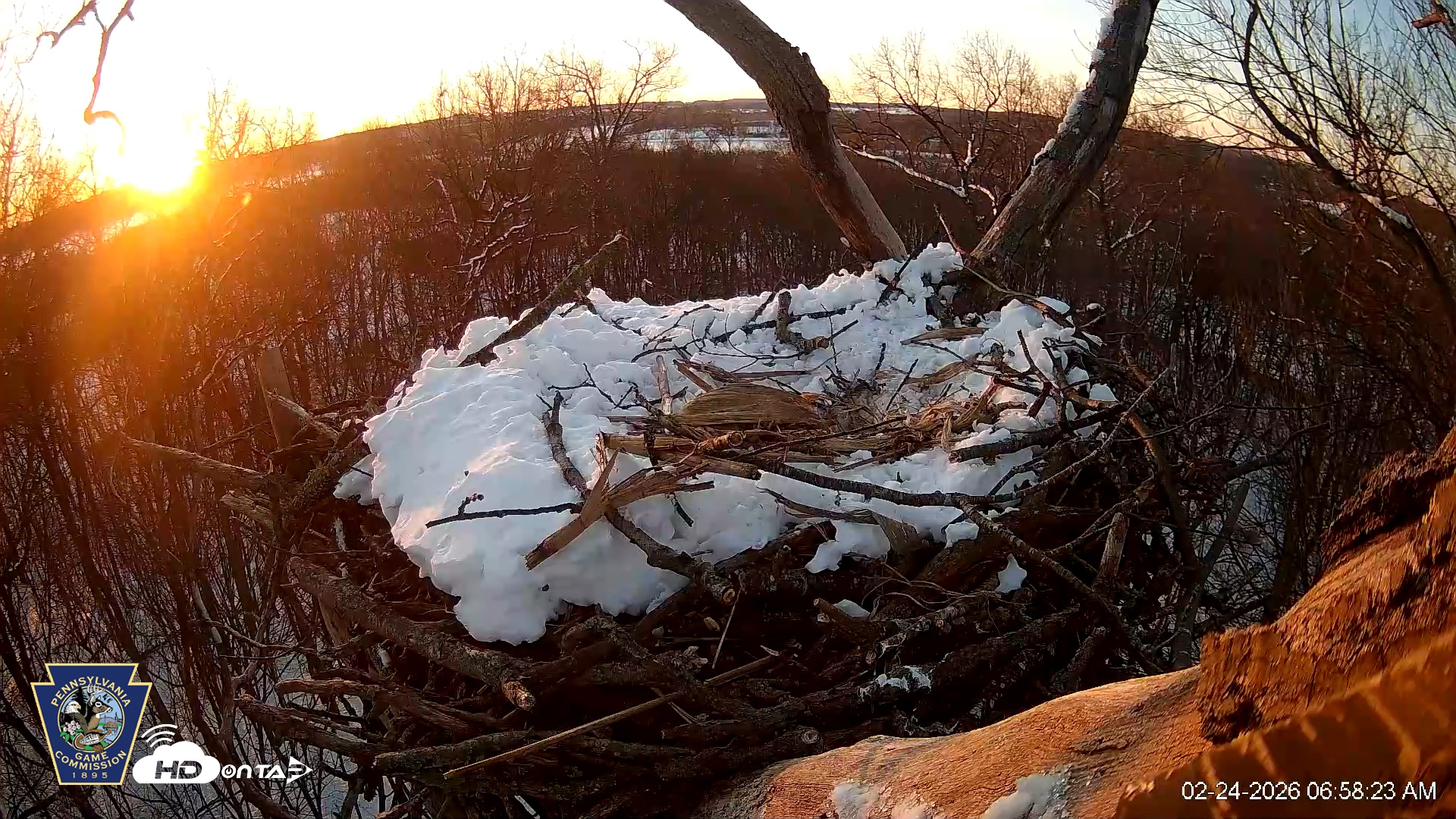 Snapshot of Hanover Eagles Live Cam taken Feb 24, 2026, 6:59am EST