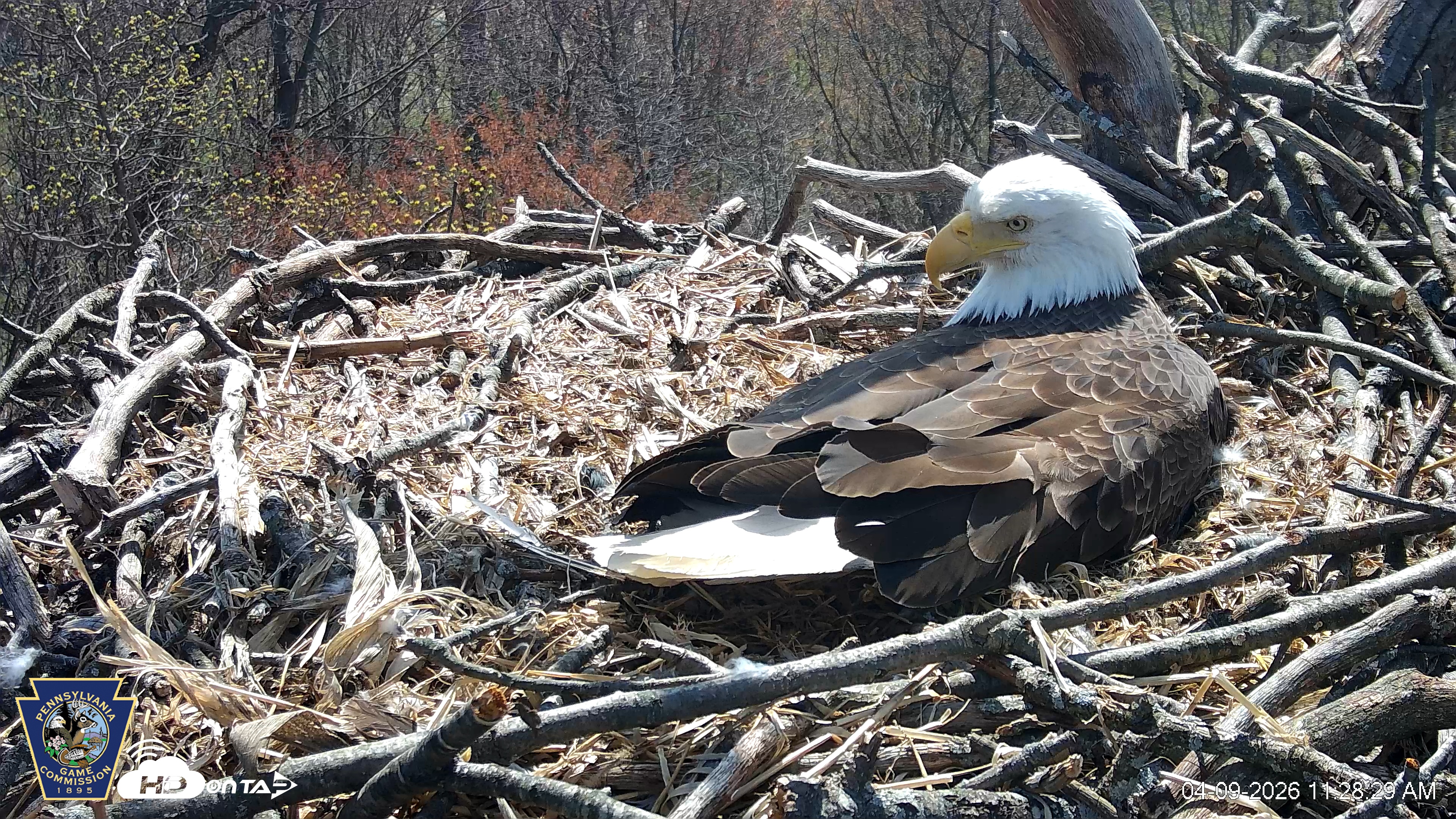 Snapshot of Hanover Eagles Live Cam taken Apr 9, 2026, 11:29am EDT