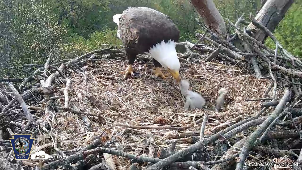 Snapshot of Hanover Eagles Live Cam taken Apr 20, 2026, 9:27am EDT