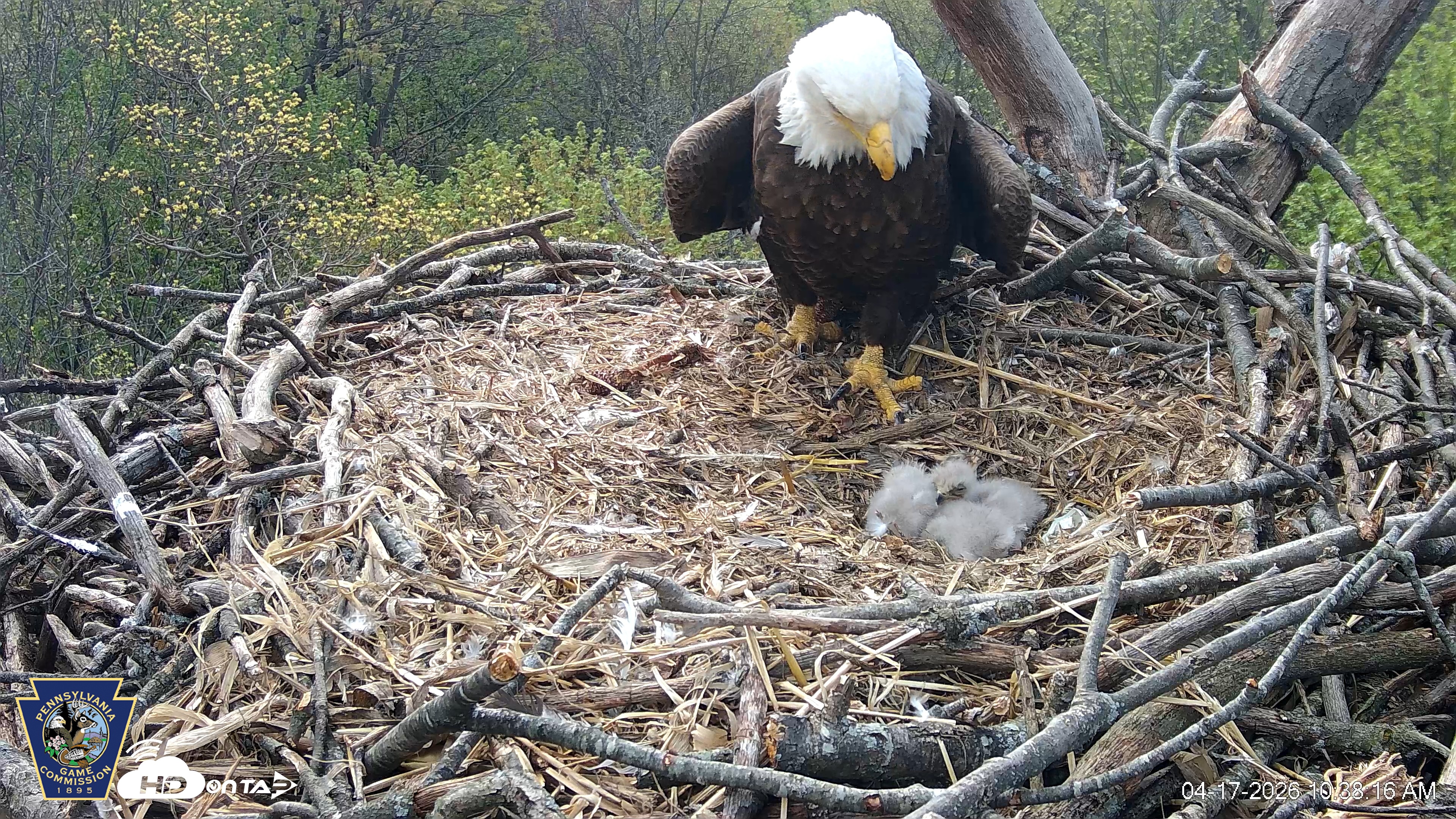 Snapshot of Hanover Eagles Live Cam taken Apr 17, 2026, 10:38am EDT