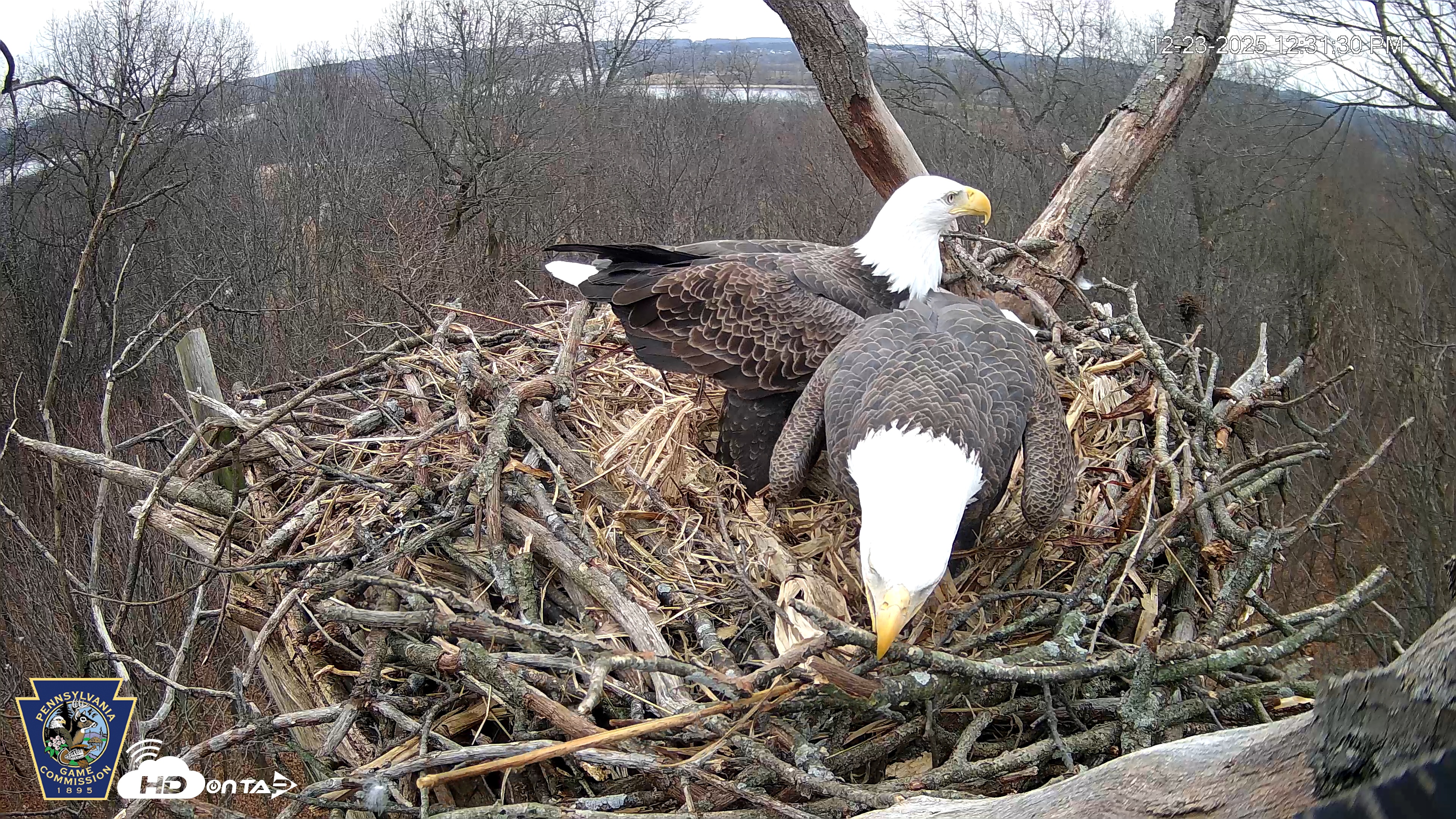 Snapshot of Hanover Eagles Live Cam taken Dec 23, 2025, 12:31pm EST