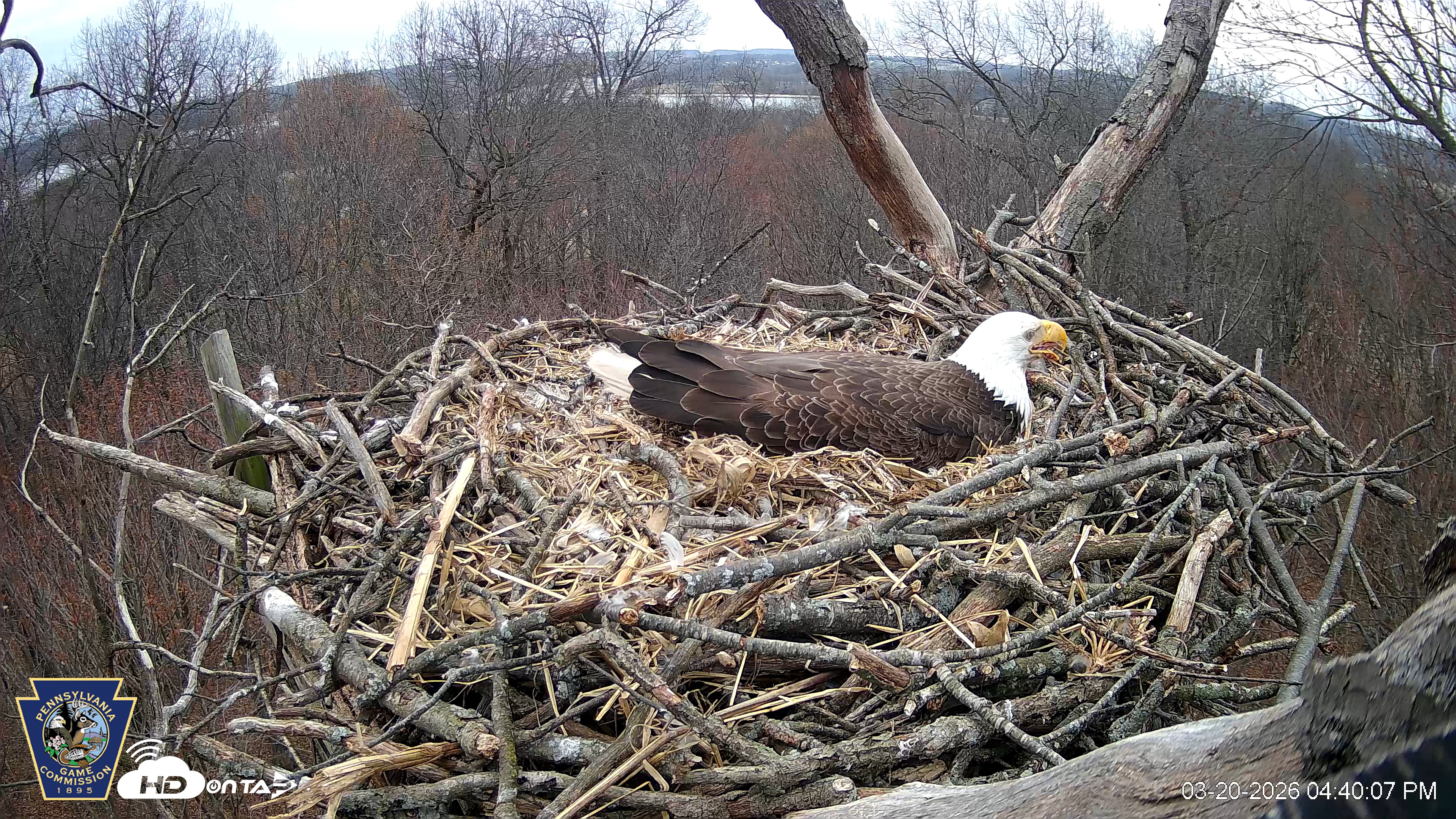 Snapshot of Hanover Eagles Live Cam taken Mar 20, 2026, 4:40pm EDT