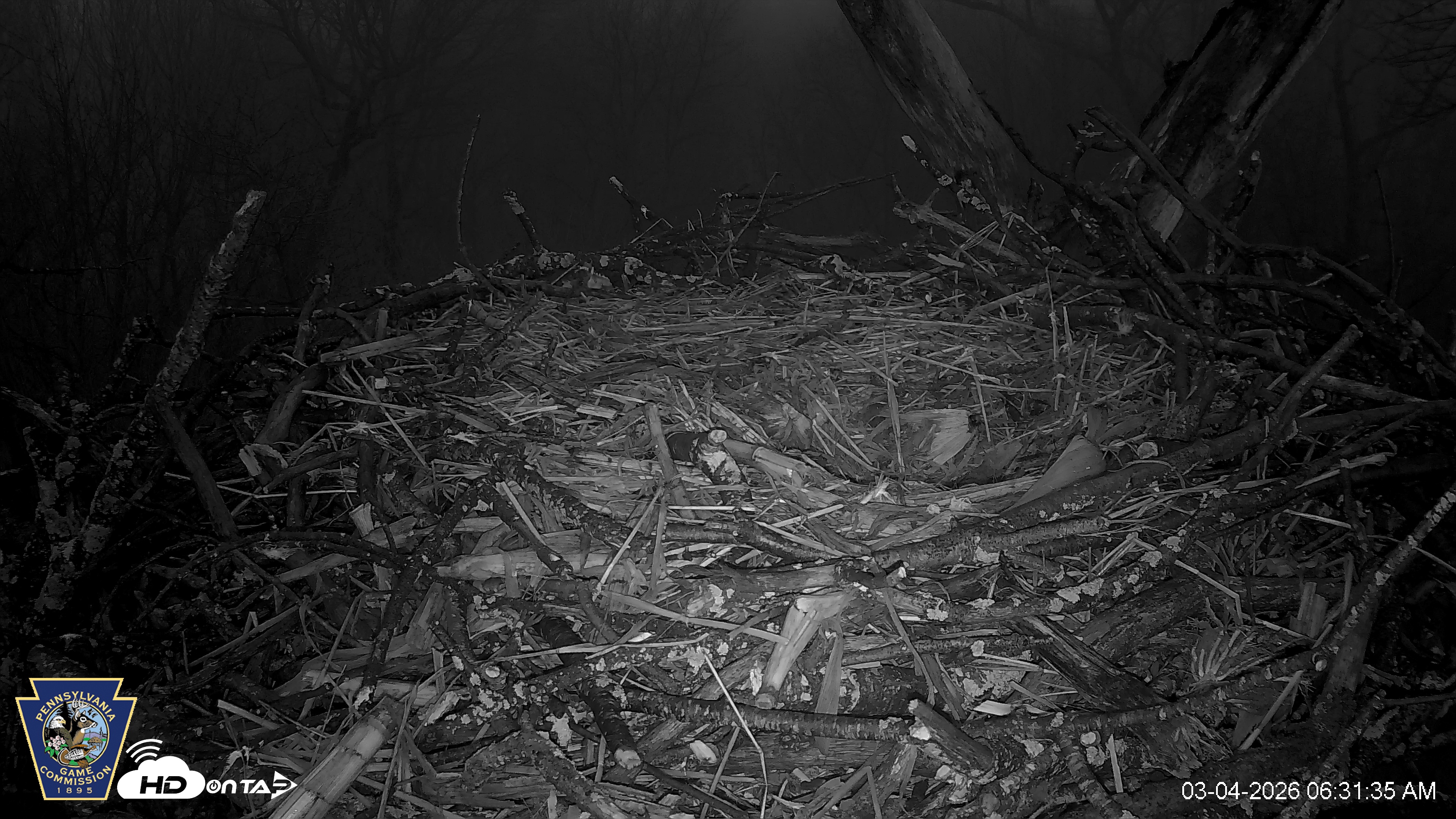 Snapshot of Hanover Eagles Live Cam taken Mar 4, 2026, 6:32am EST