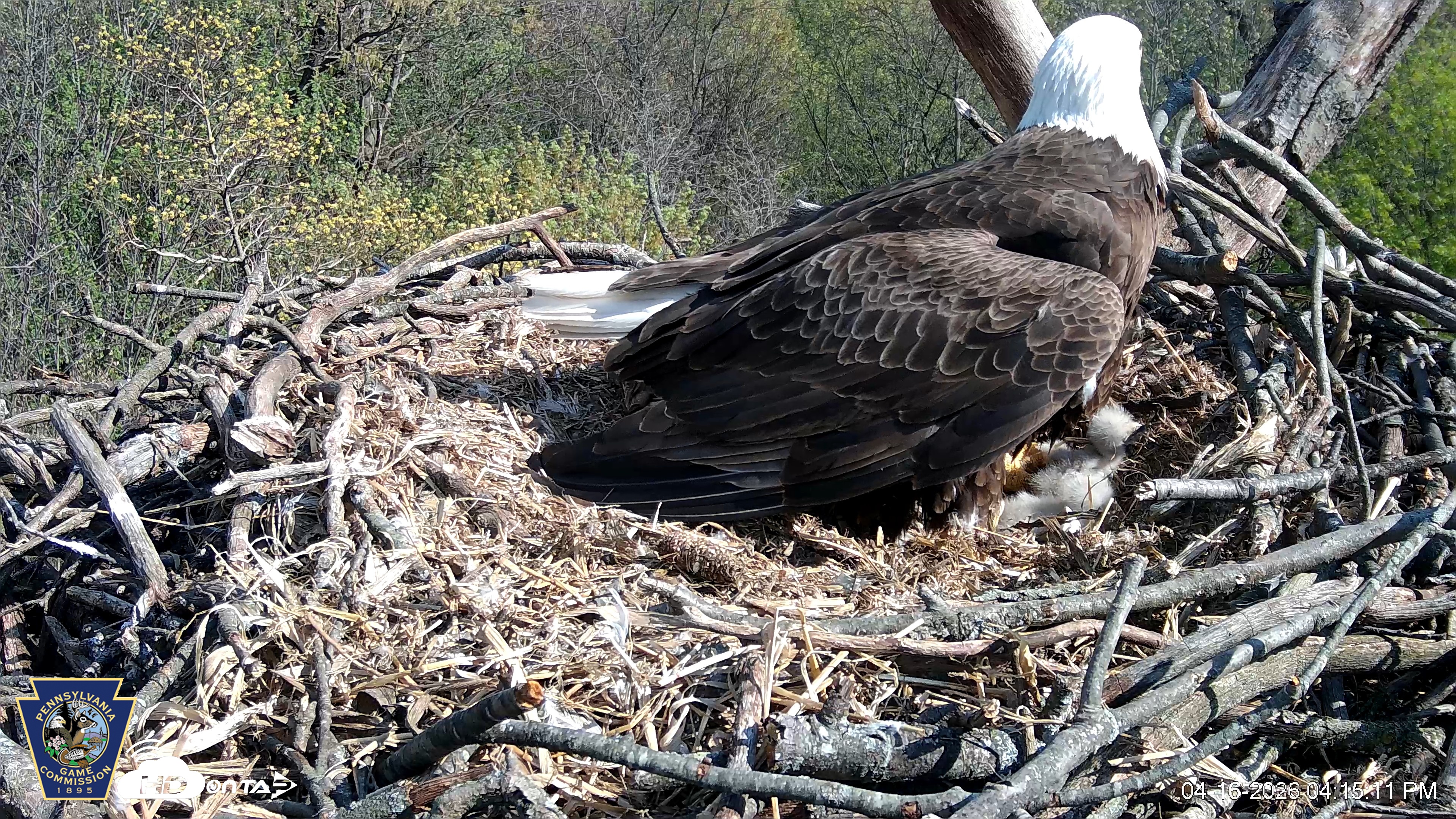 Snapshot of Hanover Eagles Live Cam taken Apr 16, 2026, 4:18pm EDT