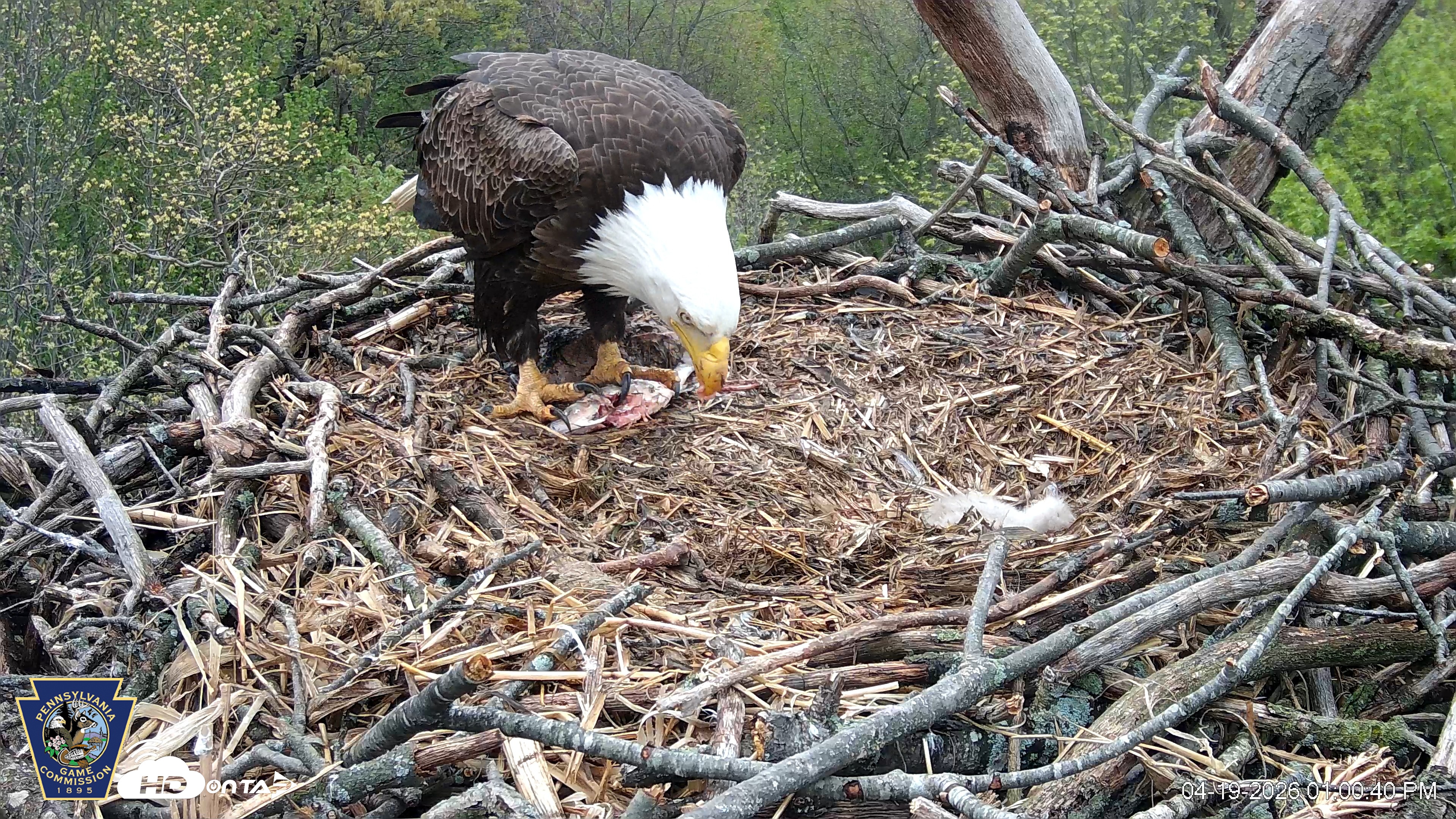 Snapshot of Hanover Eagles Live Cam taken Apr 19, 2026, 1:00pm EDT