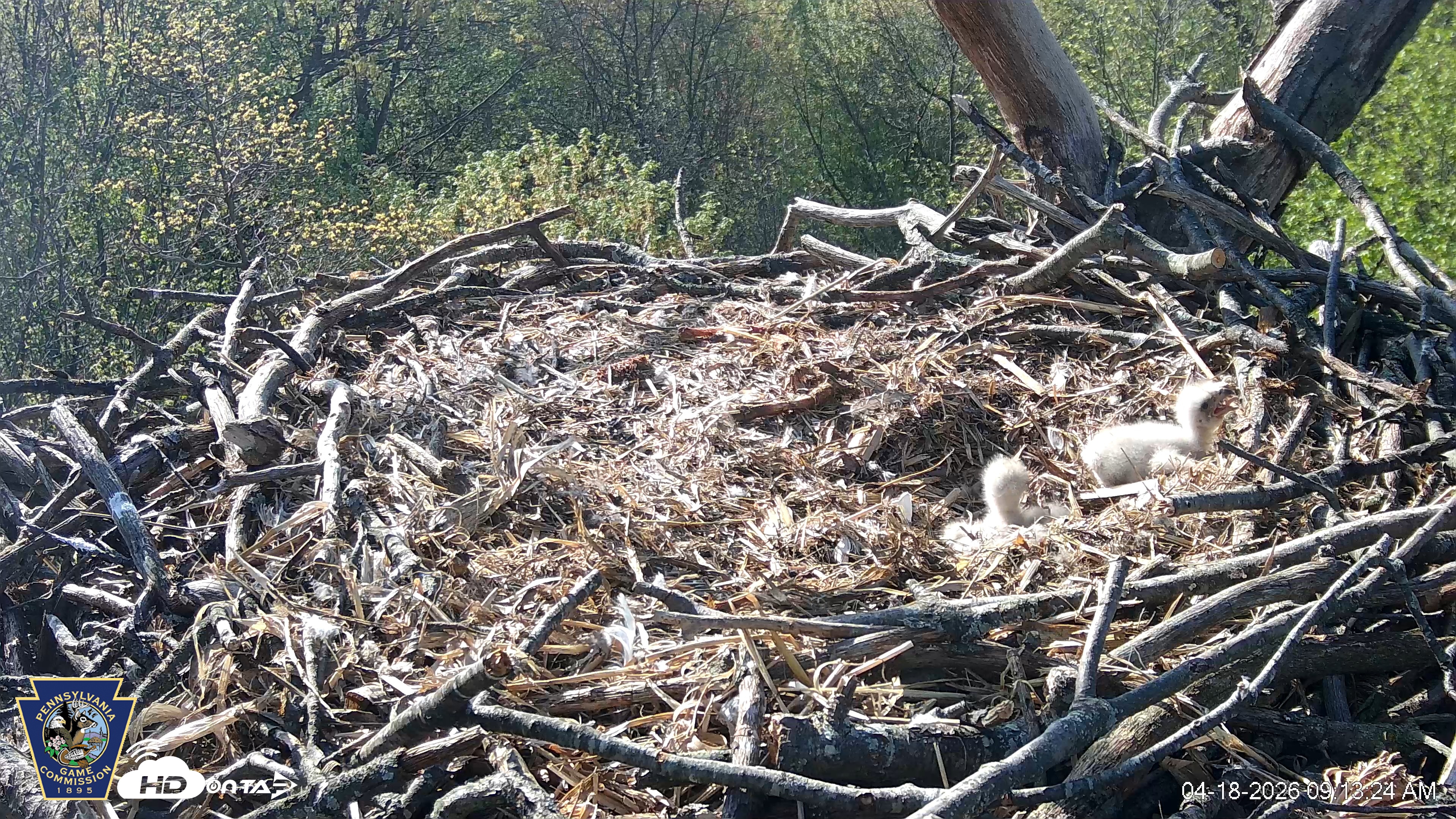 Snapshot of Hanover Eagles Live Cam taken Apr 18, 2026, 9:13am EDT
