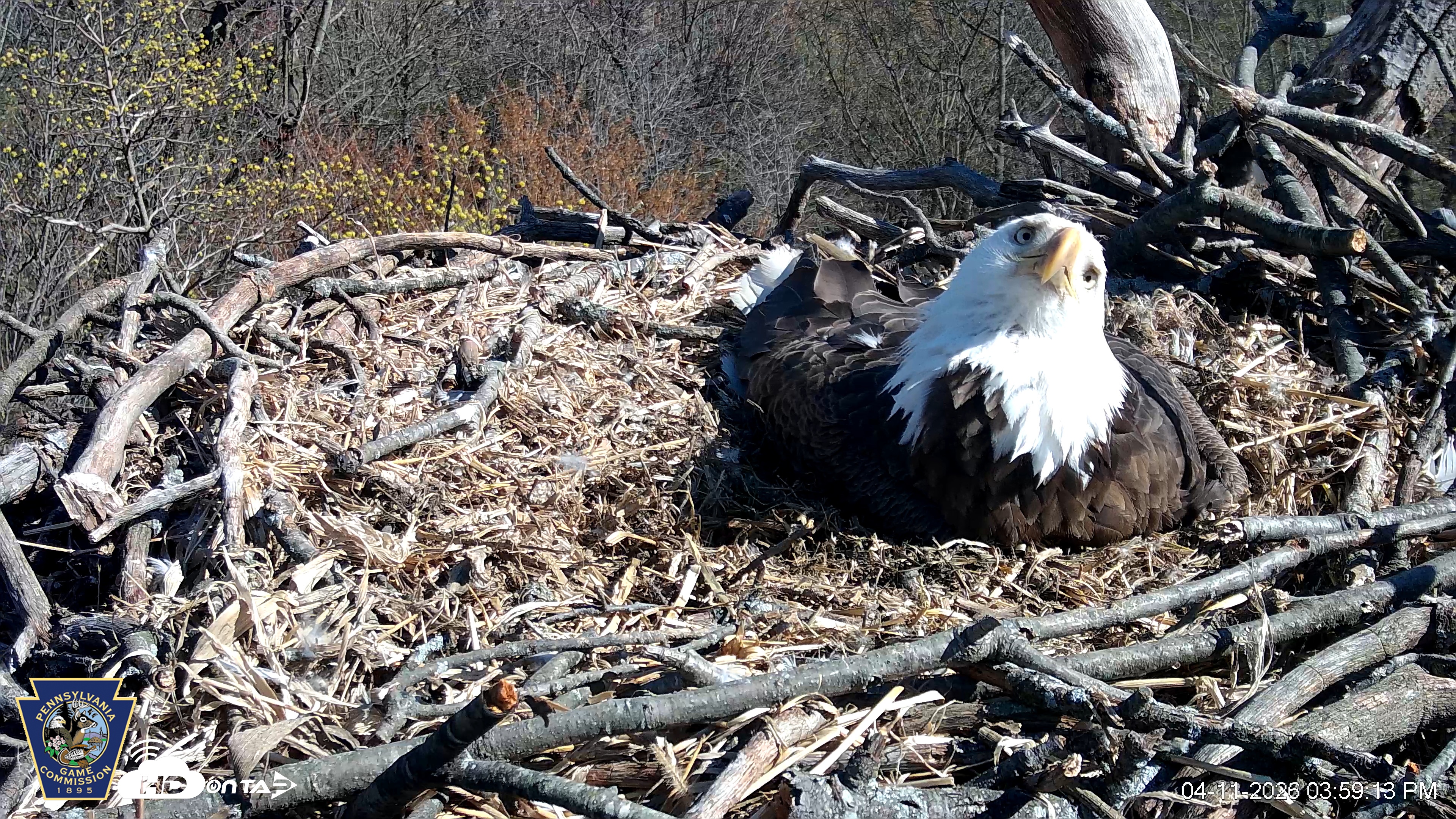 Snapshot of Hanover Eagles Live Cam taken Apr 11, 2026, 3:59pm EDT