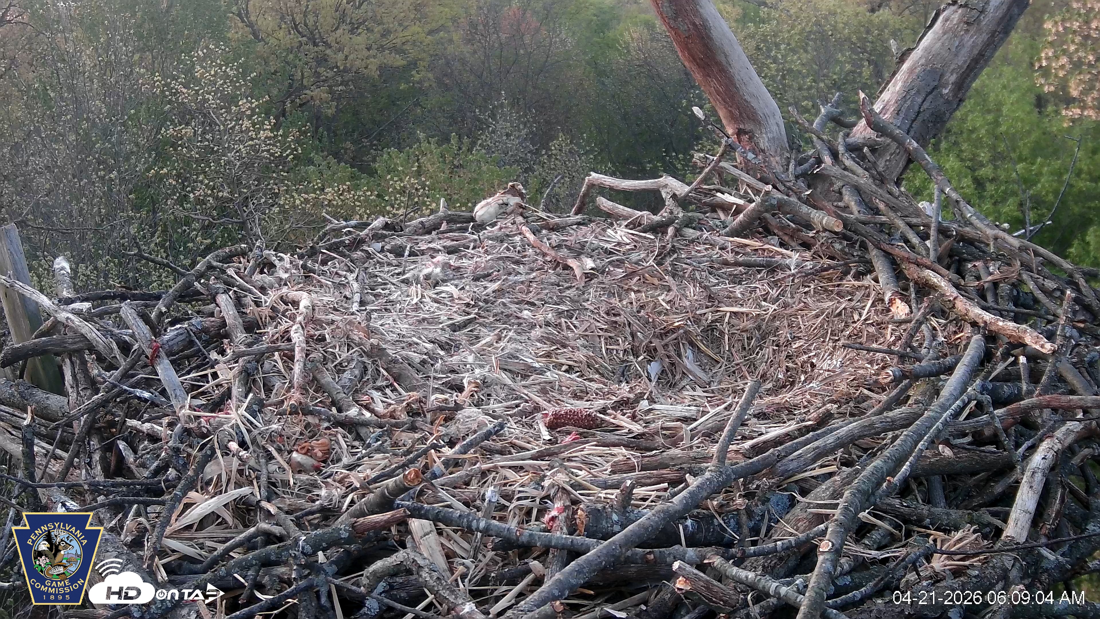 Snapshot of Hanover Eagles Live Cam taken Apr 21, 2026, 6:09am EDT