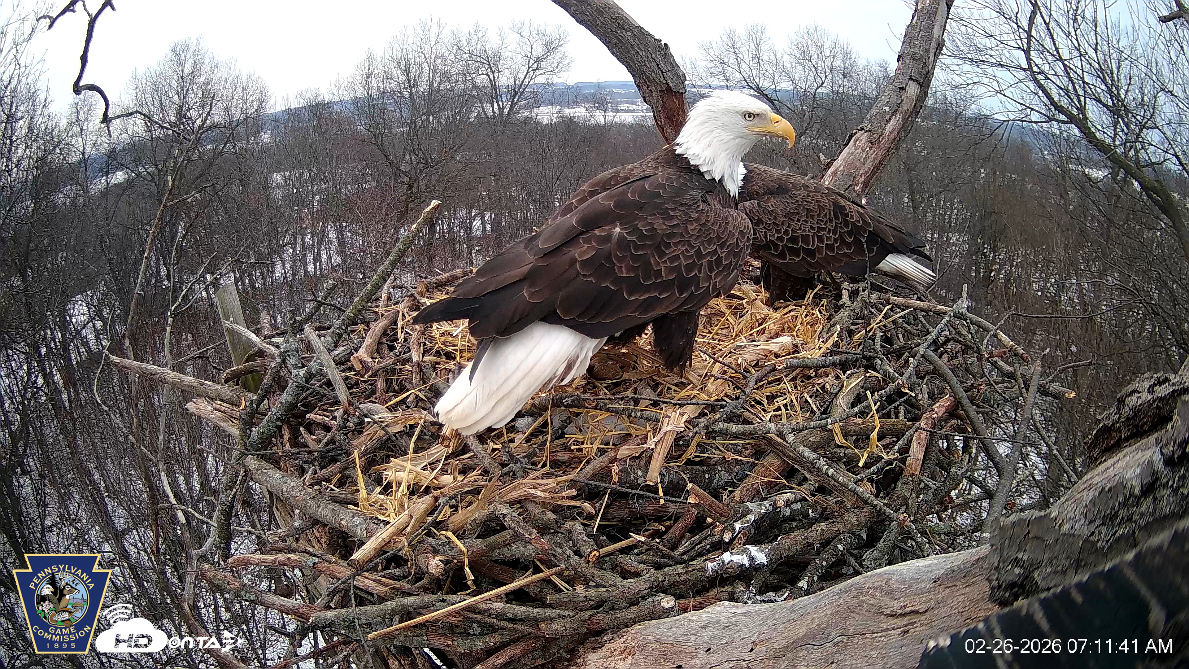 Snapshot of Hanover Eagles Live Cam taken Feb 26, 2026, 7:13am EST