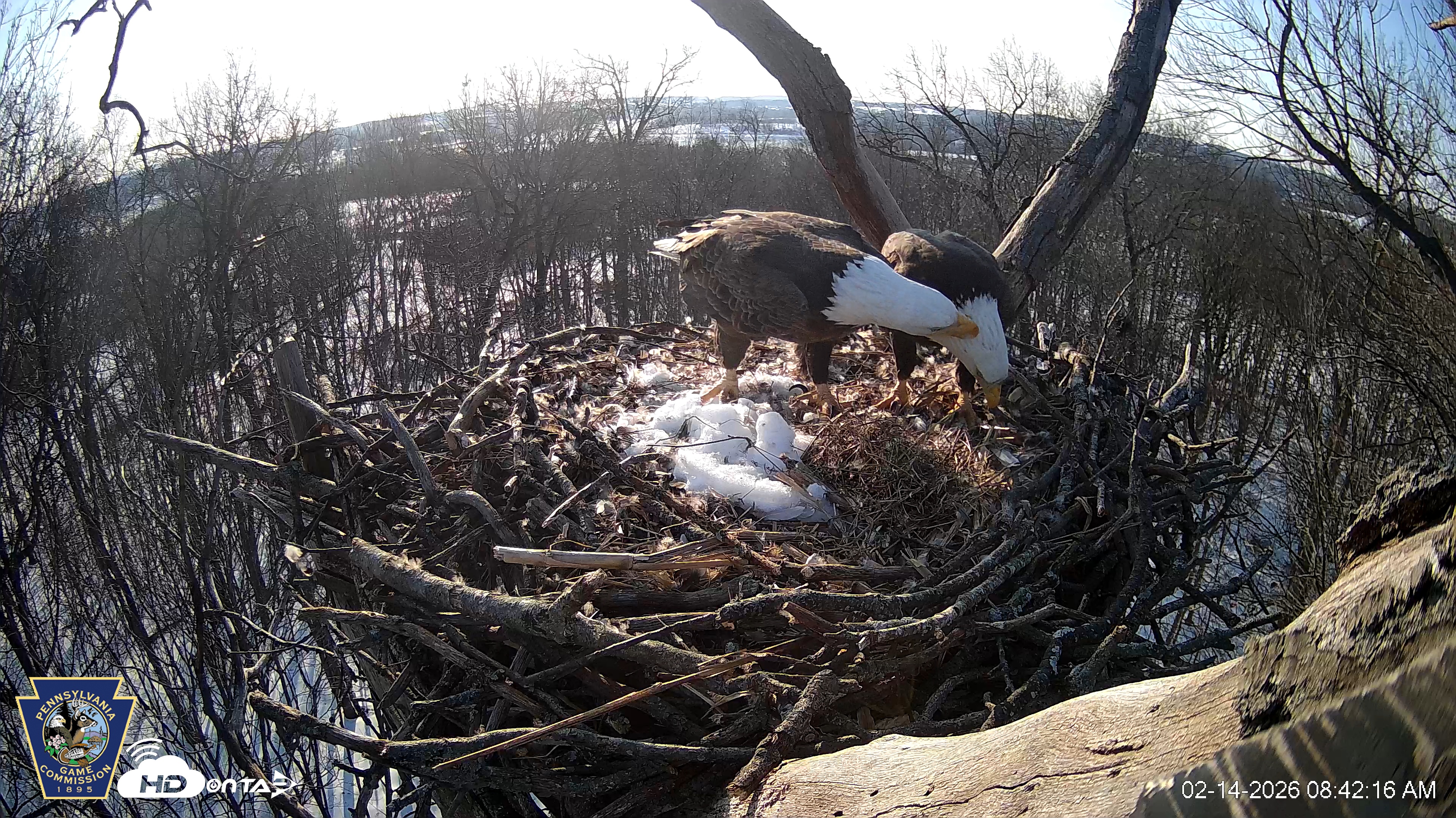 Snapshot of Hanover Eagles Live Cam taken Feb 14, 2026, 8:42am EST