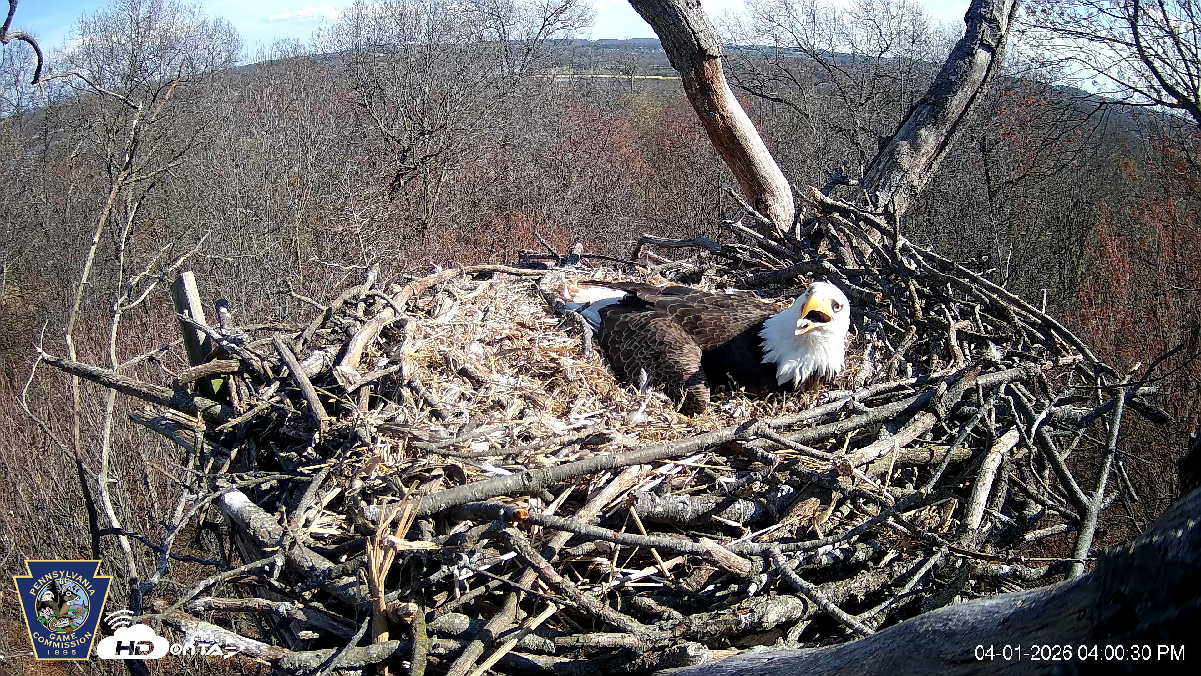 Snapshot of Hanover Eagles Live Cam taken Apr 1, 2026, 4:01pm EDT