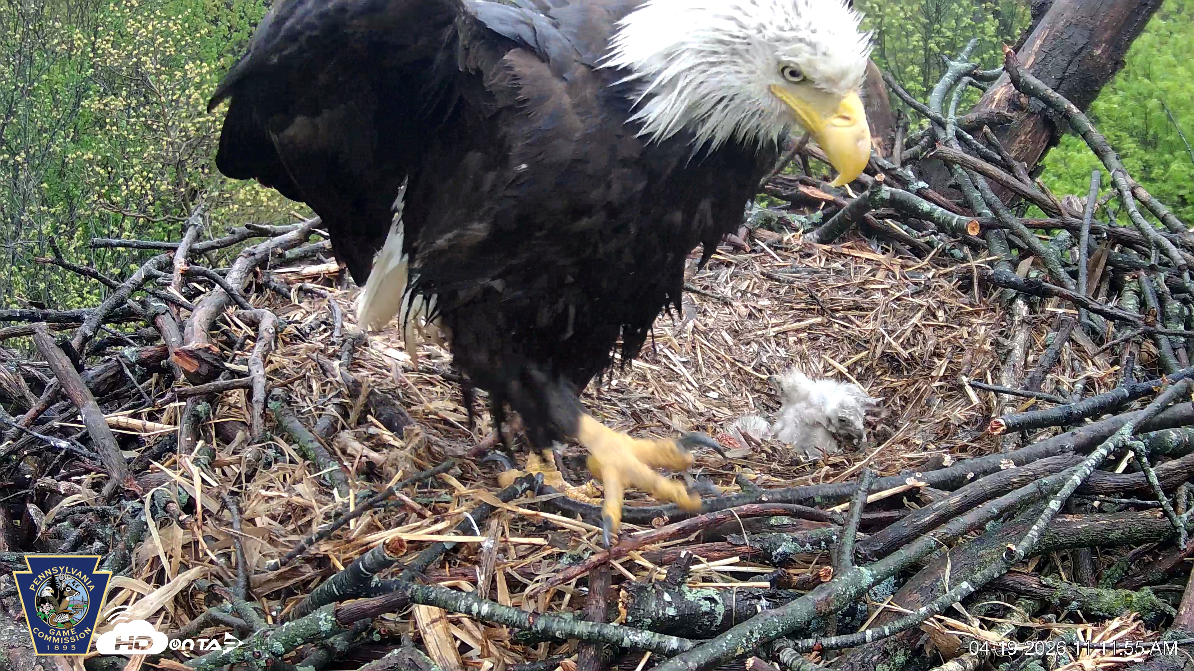 Snapshot of Hanover Eagles Live Cam taken Apr 19, 2026, 11:12am EDT