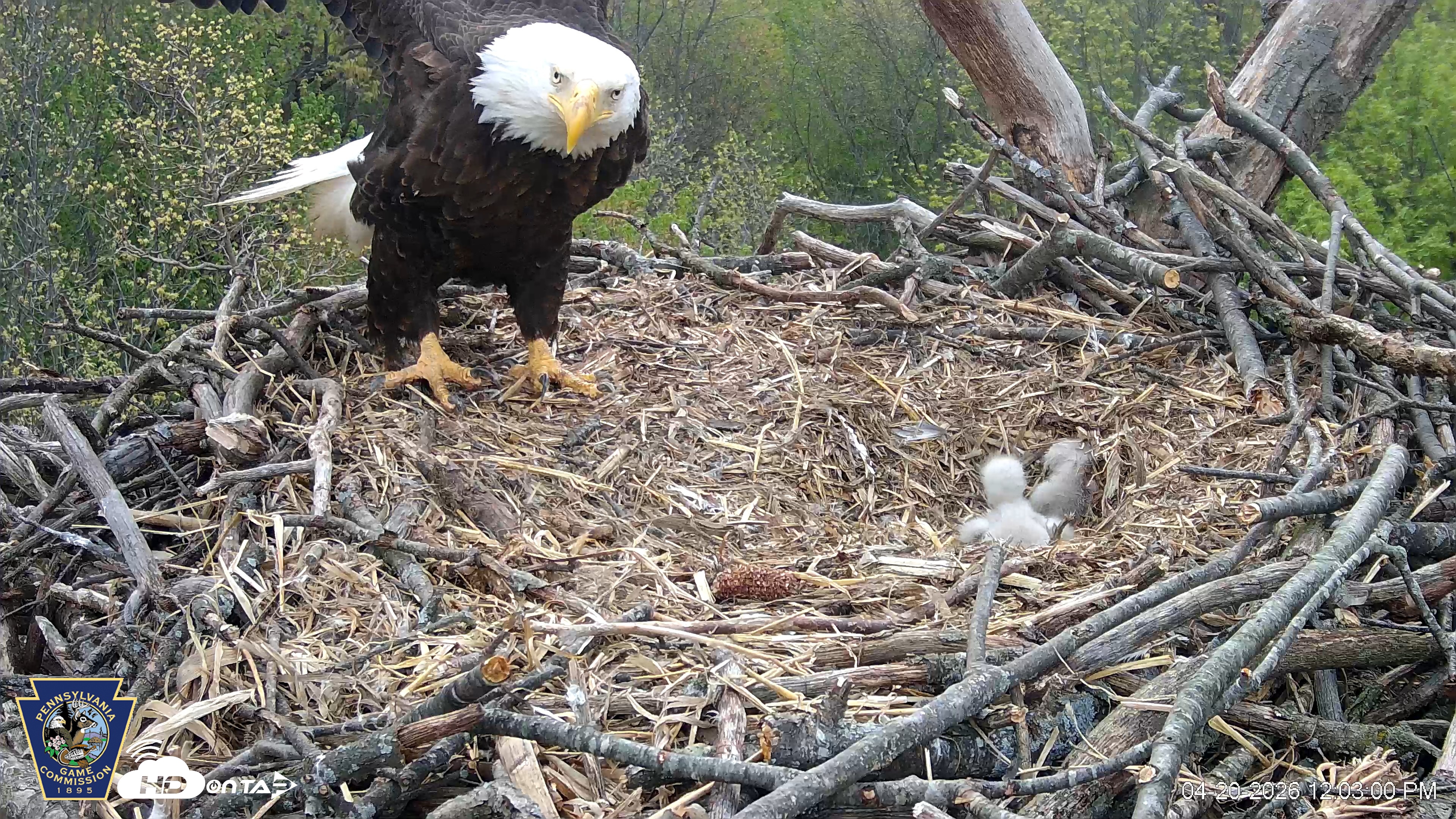 Snapshot of Hanover Eagles Live Cam taken Apr 20, 2026, 12:04pm EDT