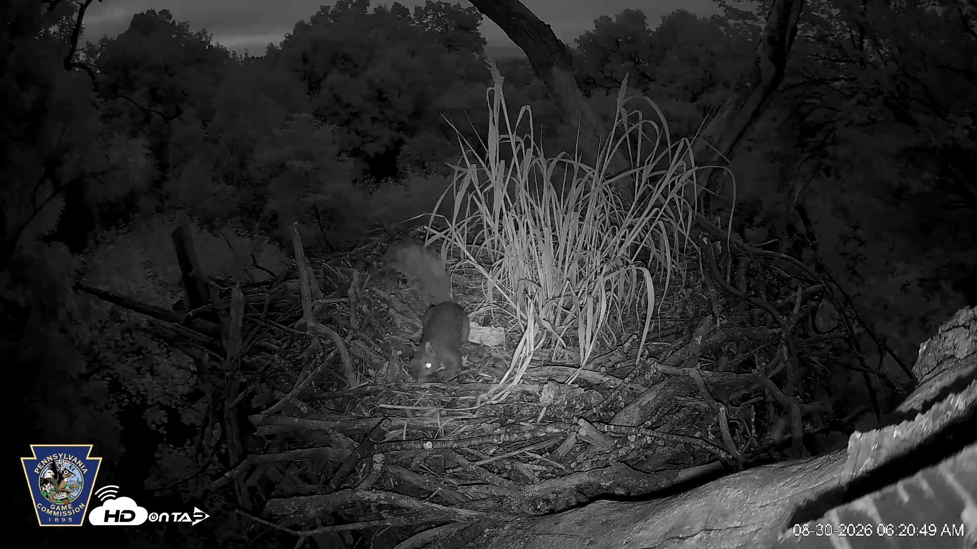Snapshot of Hanover Eagles Live Cam taken Aug 30, 2026, 6:21am EDT