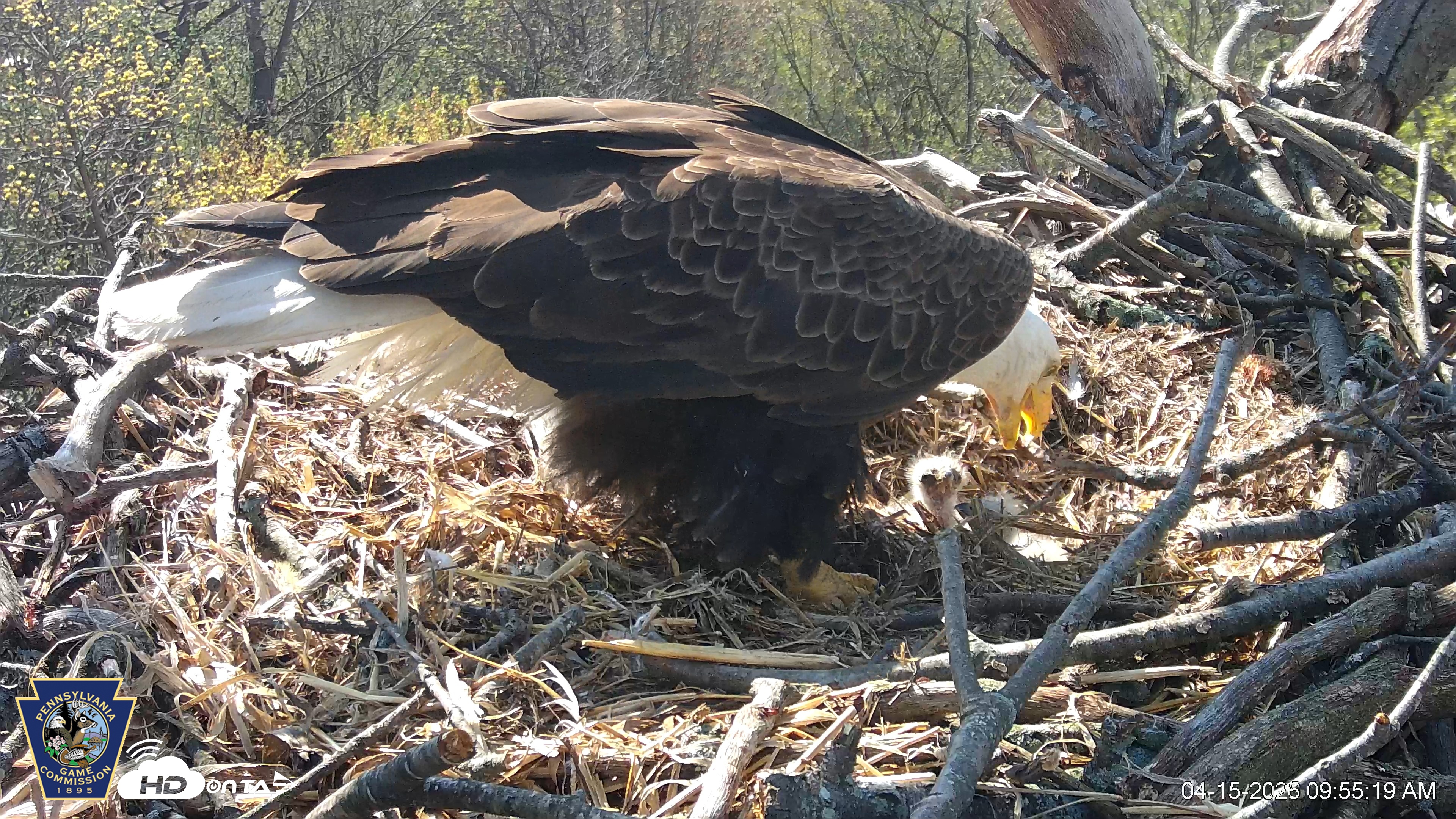 Snapshot of Hanover Eagles Live Cam taken Apr 15, 2026, 9:56am EDT