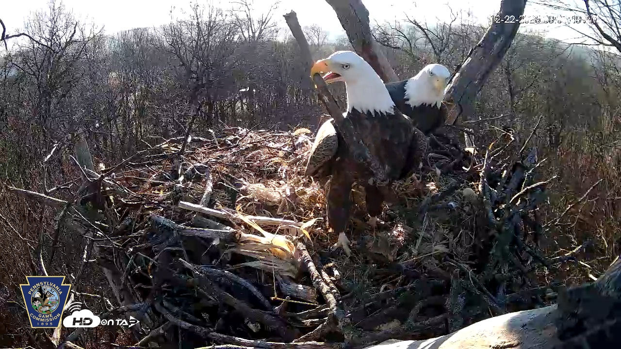 Snapshot of Hanover Eagles Live Cam taken Dec 22, 2025, 9:01am EST