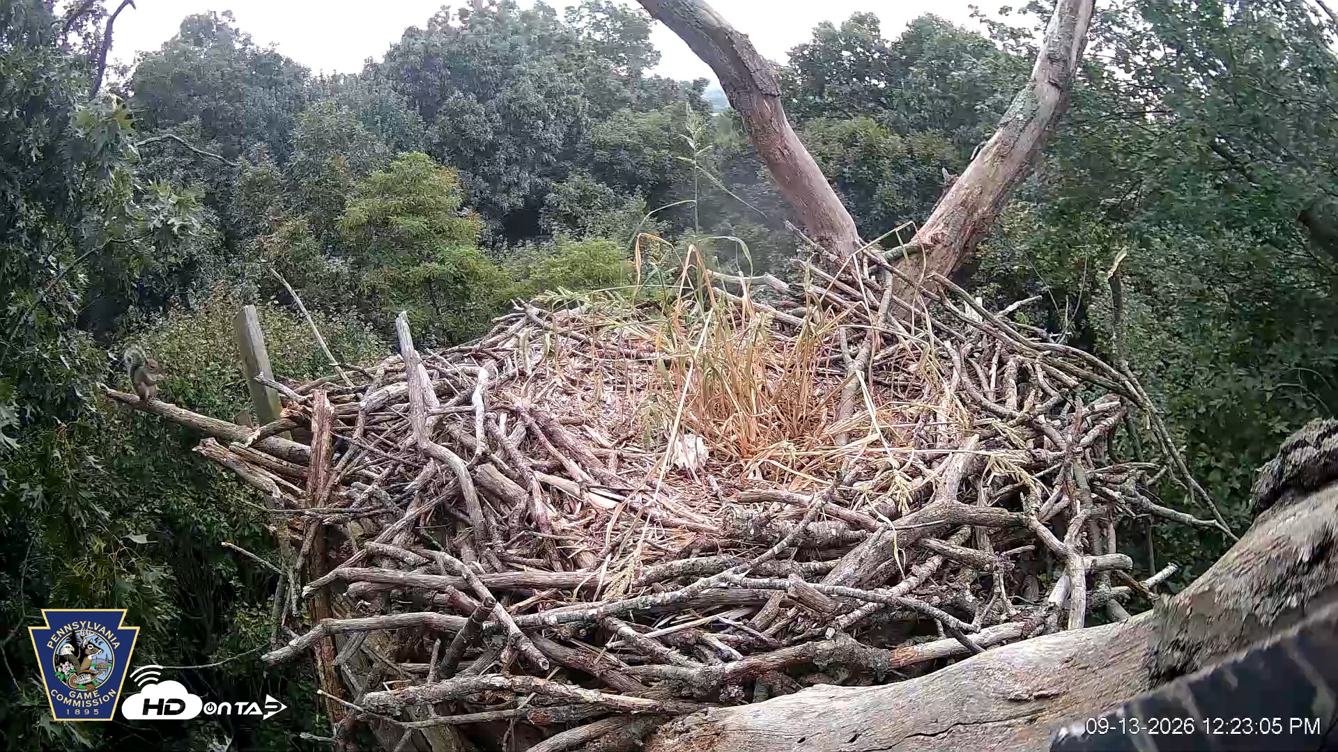 Snapshot of Hanover Eagles Live Cam taken Sep 13, 2026, 12:23pm EDT