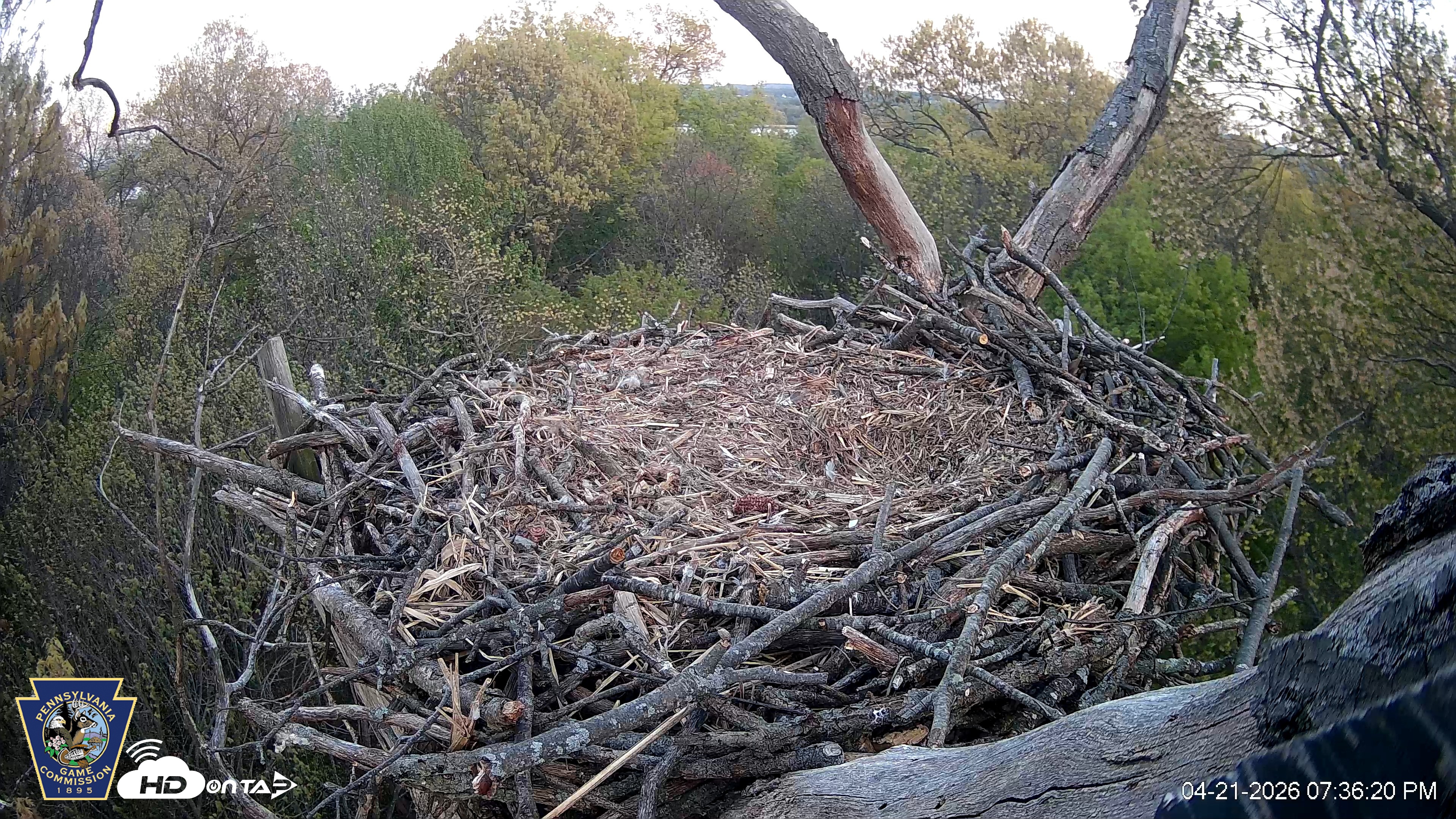 Snapshot of Hanover Eagles Live Cam taken Apr 21, 2026, 7:36pm EDT
