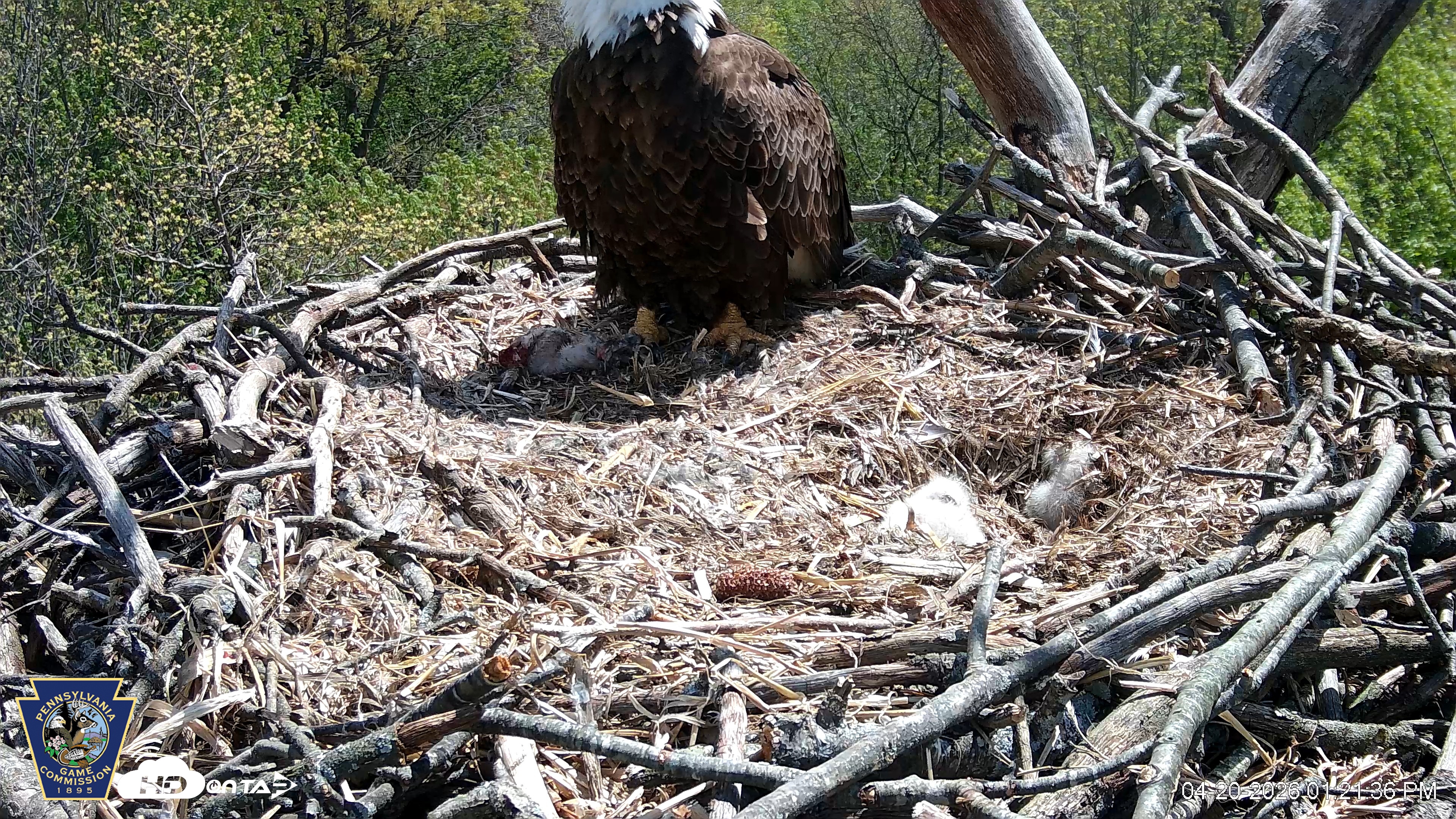 Snapshot of Hanover Eagles Live Cam taken Apr 20, 2026, 1:23pm EDT
