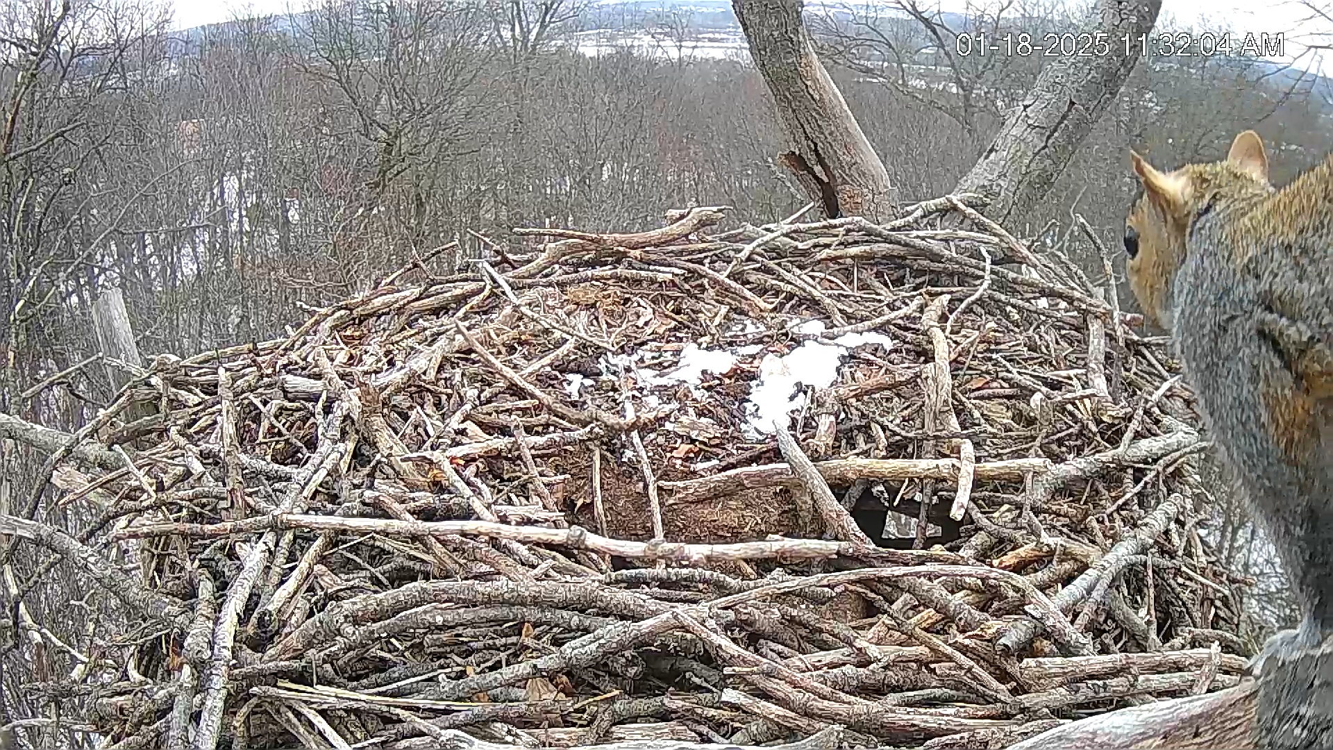 Snapshot of Hanover Eagles Live Cam taken Jan 18, 2025, 11:32am EST
