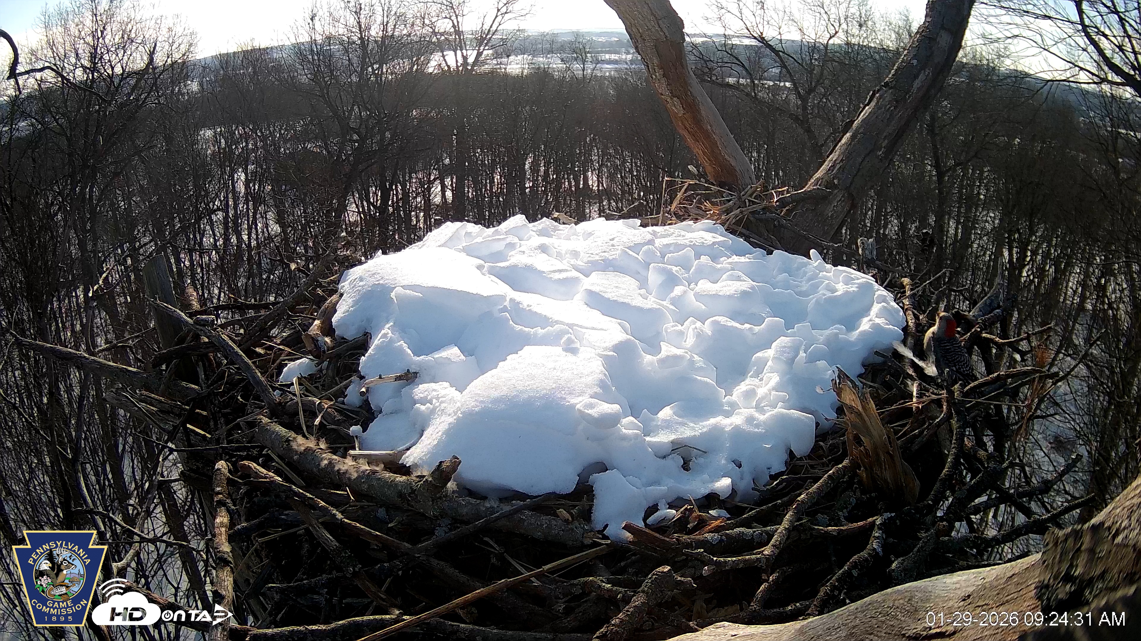 Snapshot of Hanover Eagles Live Cam taken Jan 29, 2026, 9:25am EST