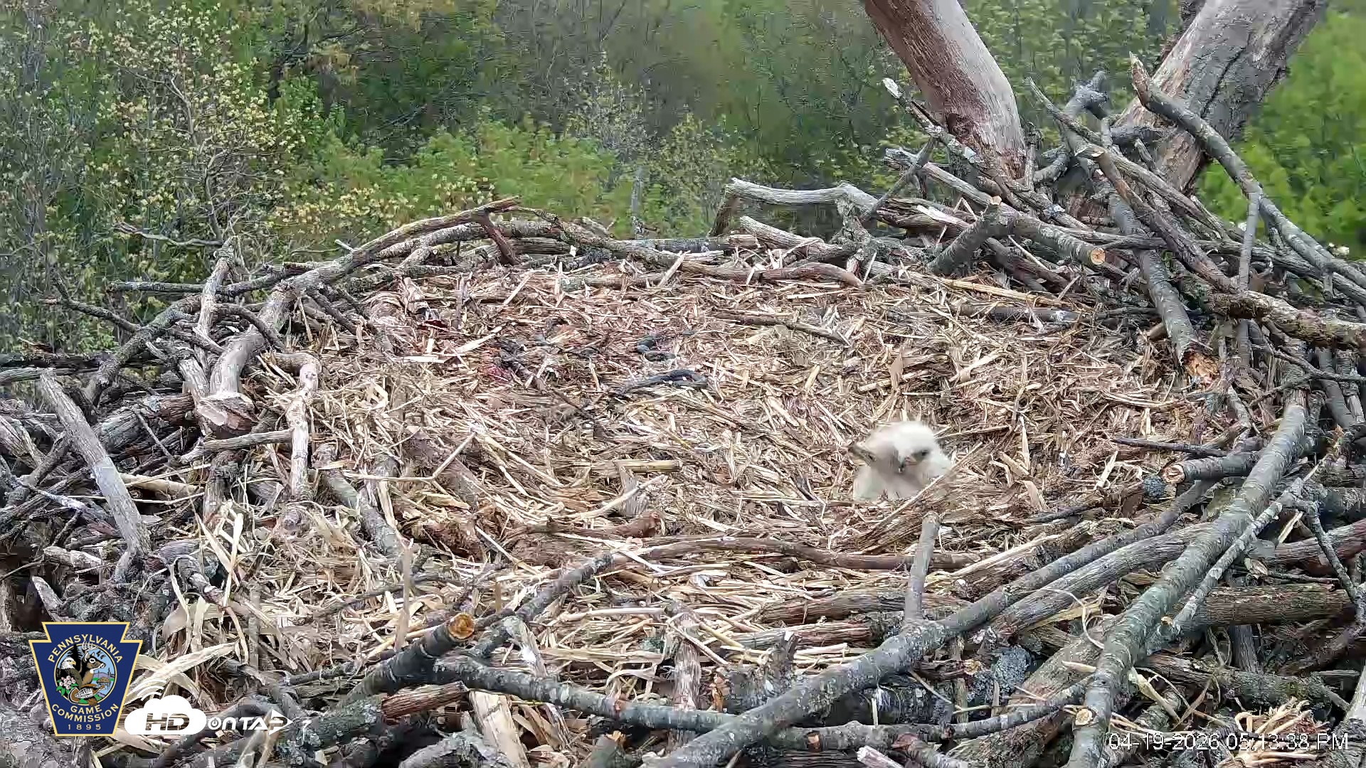 Snapshot of Hanover Eagles Live Cam taken Apr 19, 2026, 5:13pm EDT