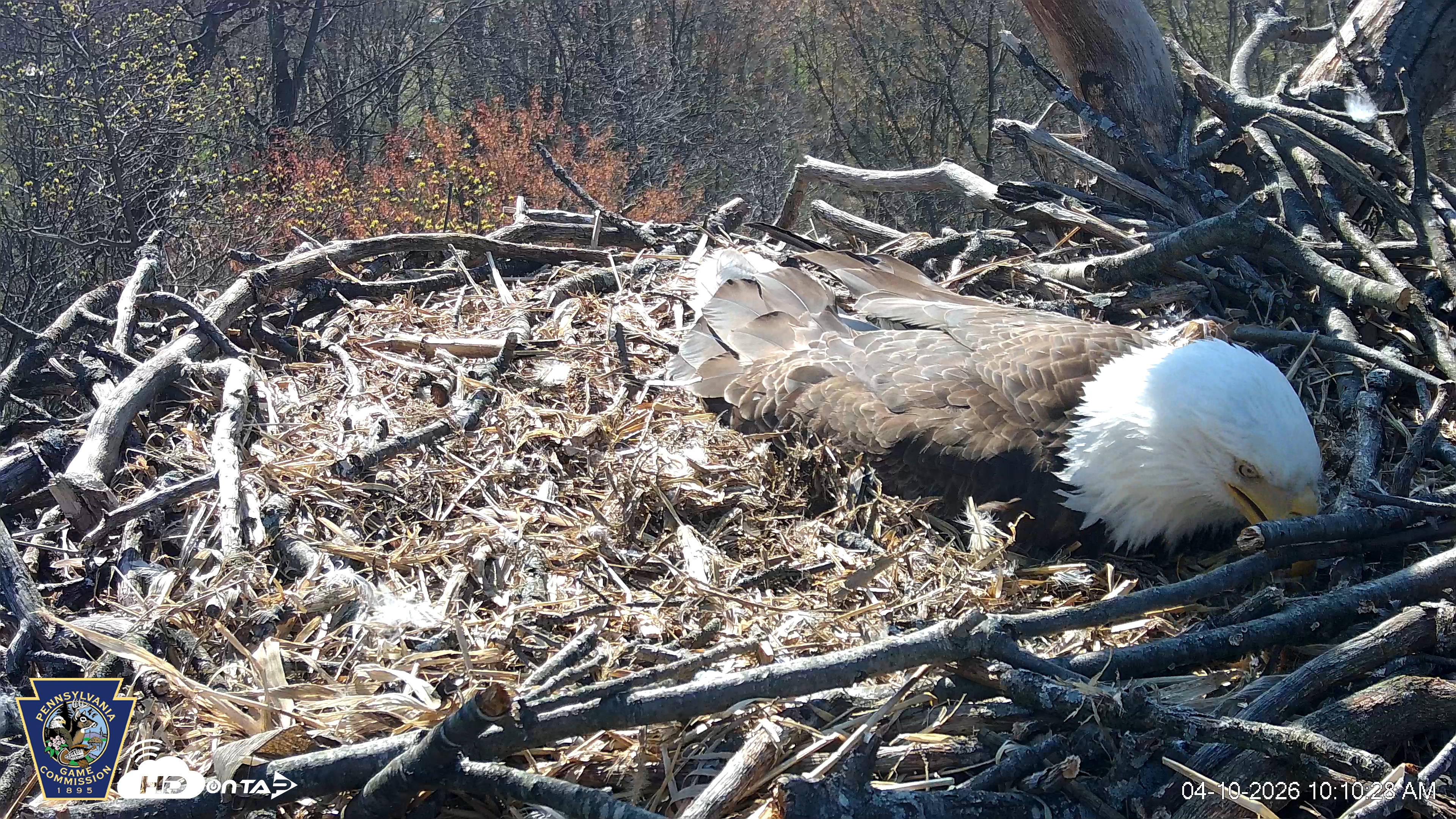 Snapshot of Hanover Eagles Live Cam taken Apr 10, 2026, 10:11am EDT