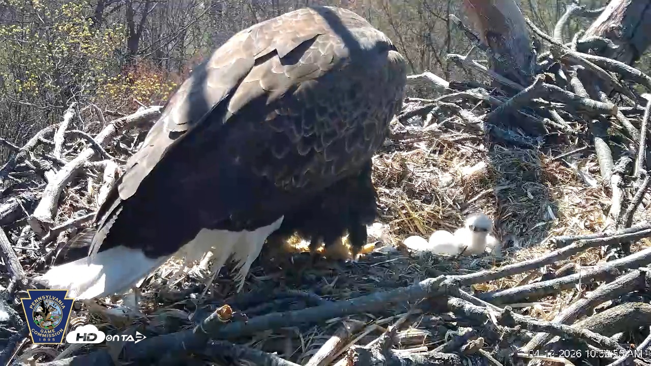 Snapshot of Hanover Eagles Live Cam taken Apr 12, 2026, 10:53am EDT