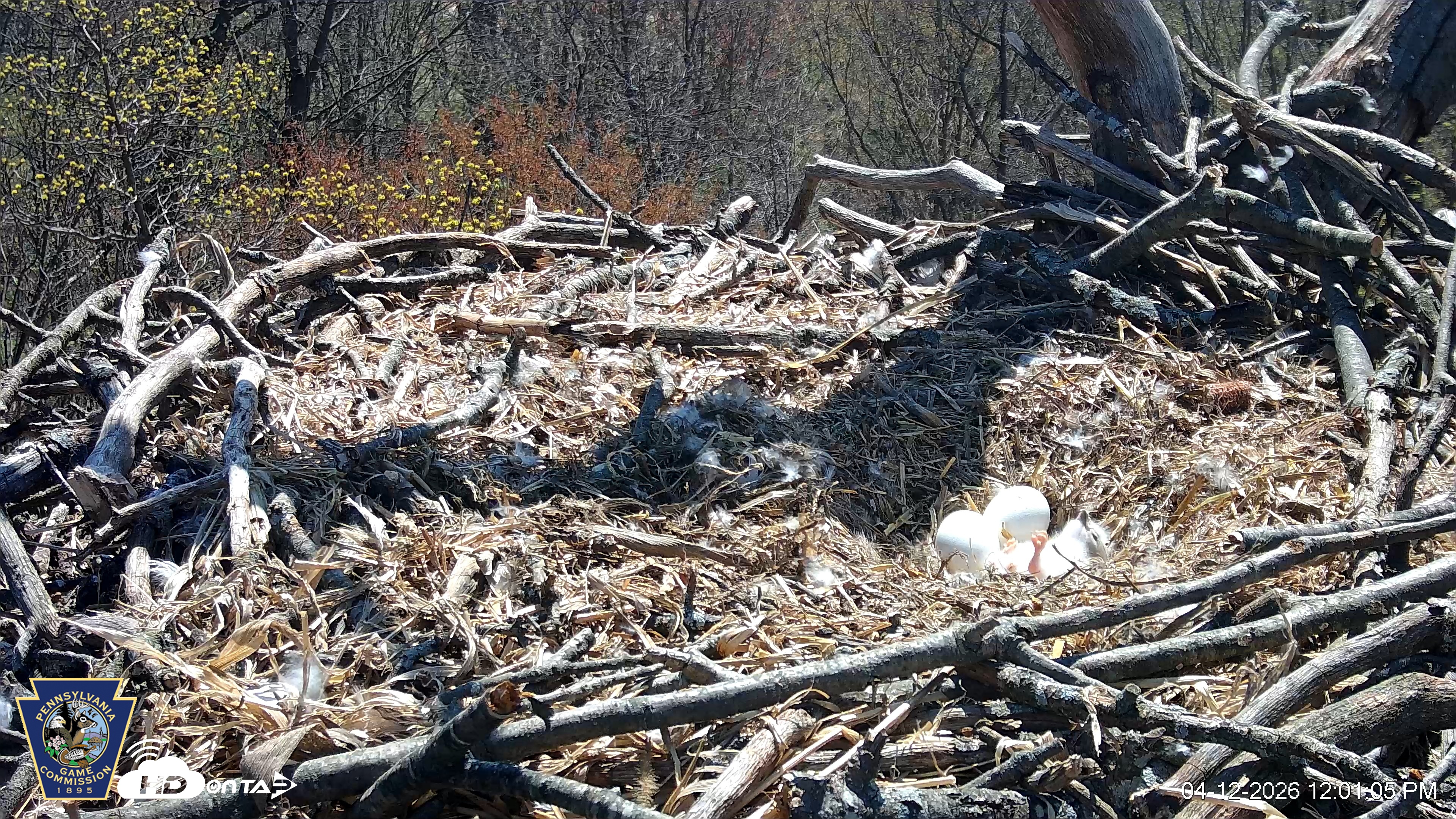 Snapshot of Hanover Eagles Live Cam taken Apr 12, 2026, 12:02pm EDT
