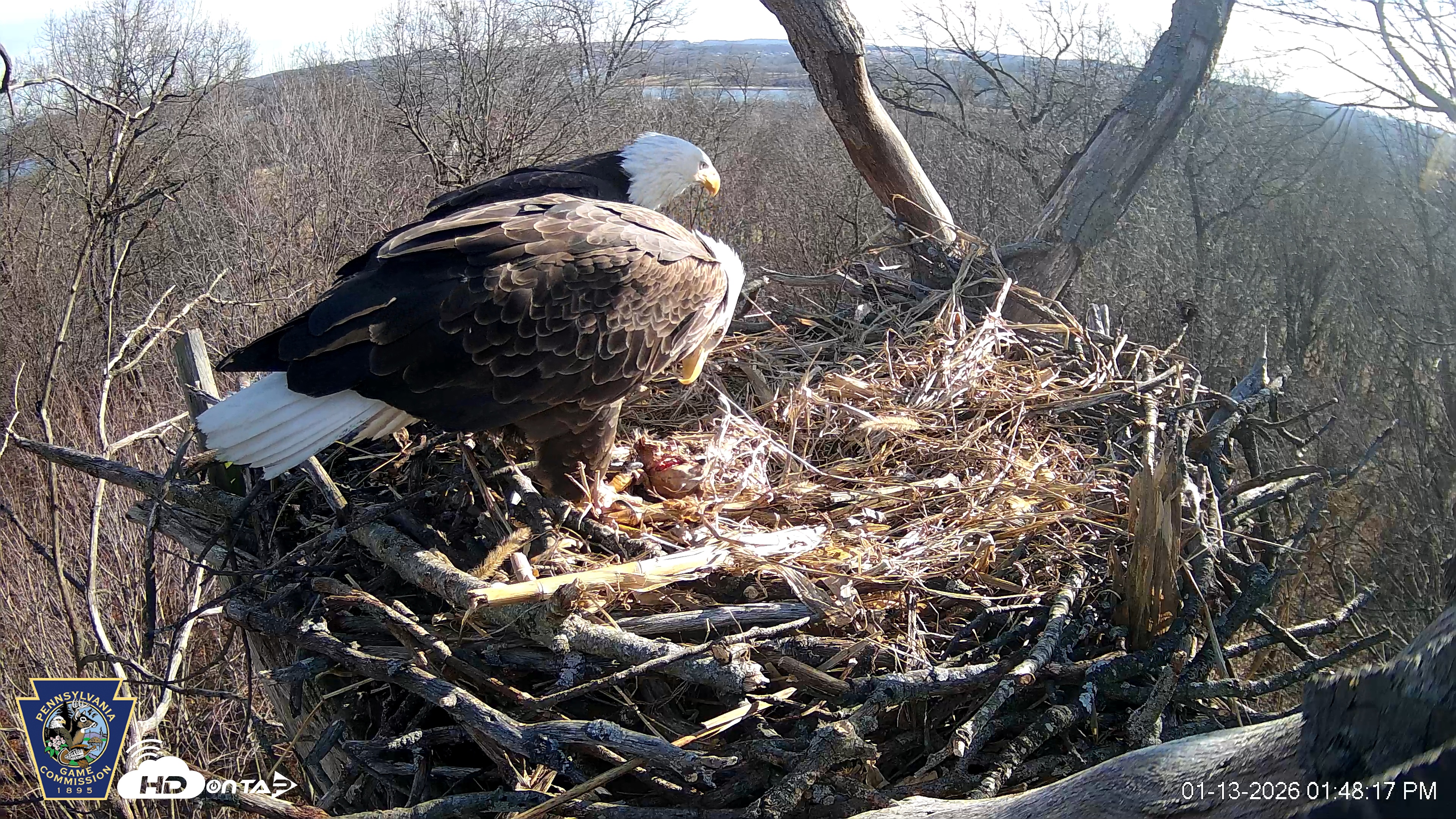 Snapshot of Hanover Eagles Live Cam taken Jan 13, 2026, 1:48pm EST
