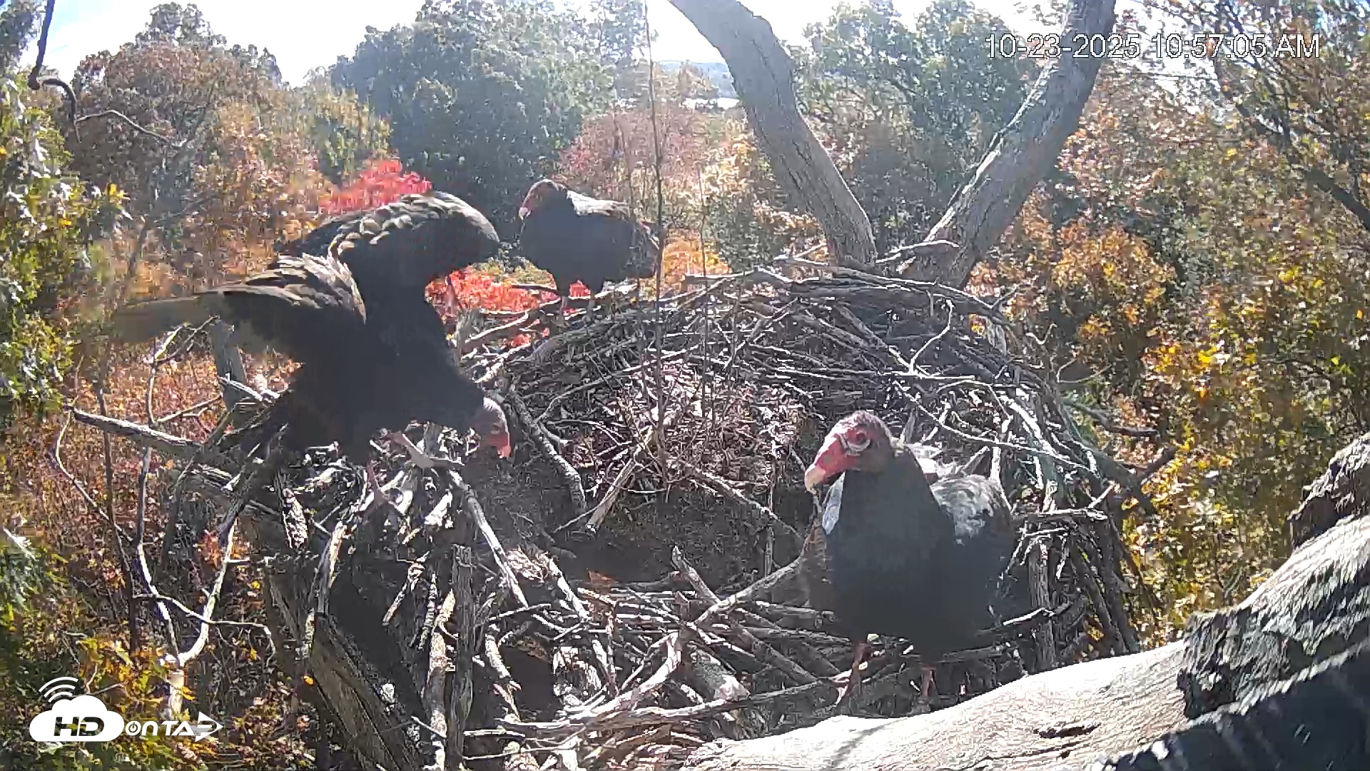 Snapshot of Hanover Eagles Live Cam taken Oct 23, 2025, 10:57am EDT