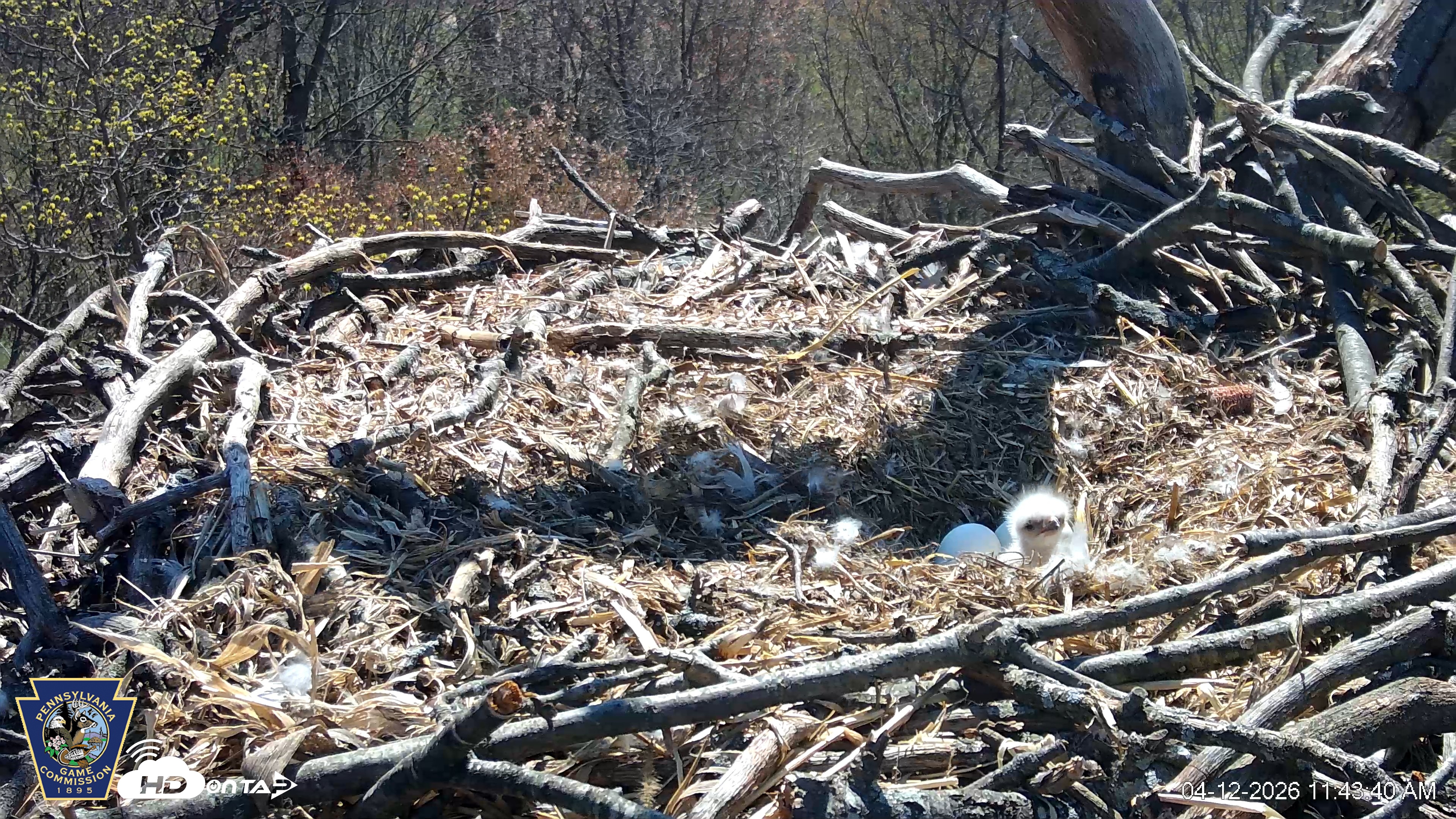 Snapshot of Hanover Eagles Live Cam taken Apr 12, 2026, 11:44am EDT