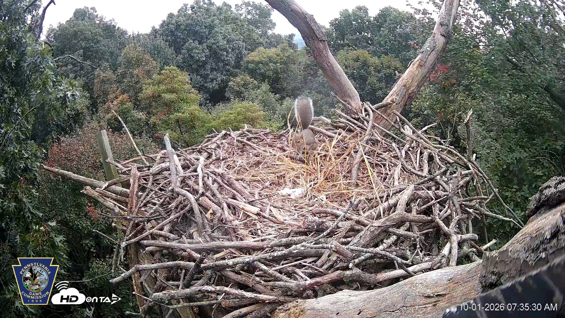 Snapshot of Hanover Eagles Live Cam taken Oct 1, 2026, 7:35am EDT