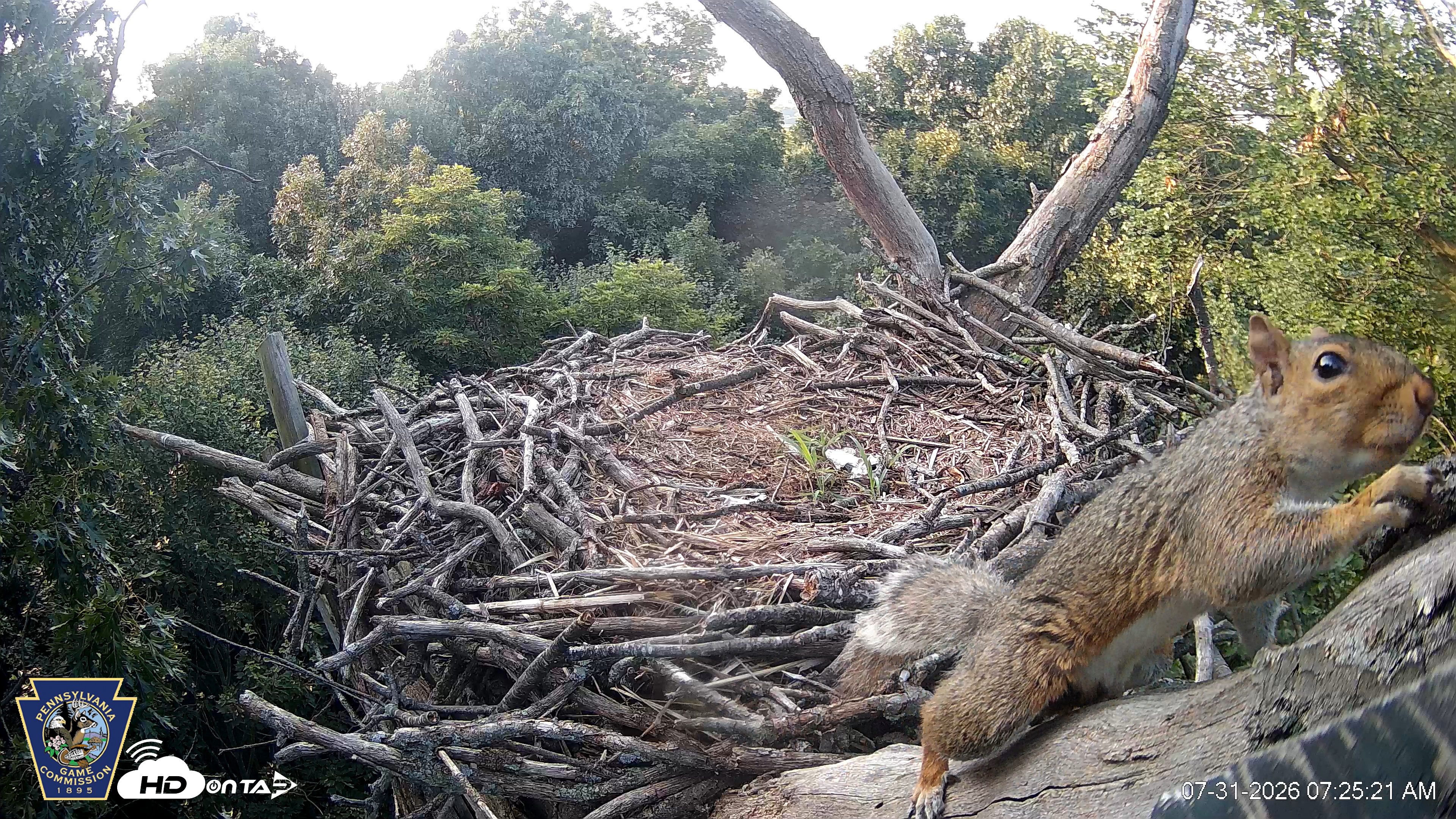 Snapshot of Hanover Eagles Live Cam taken Jul 31, 2026, 7:26am EDT